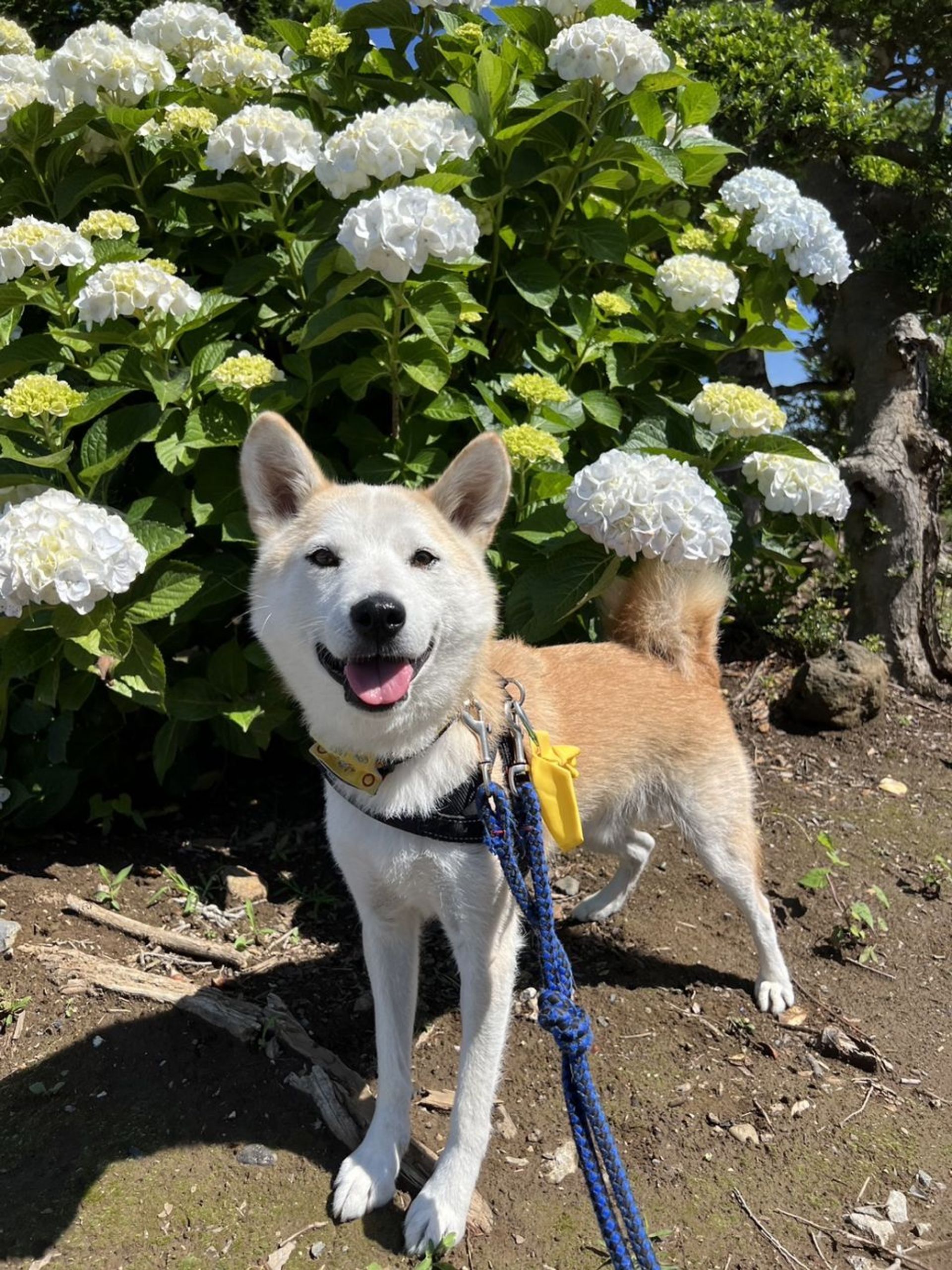 雑種（ミックス犬）・オスの里親募集の写真