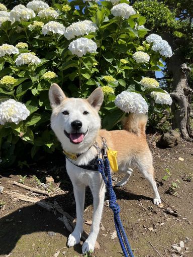 ロックくんの写真