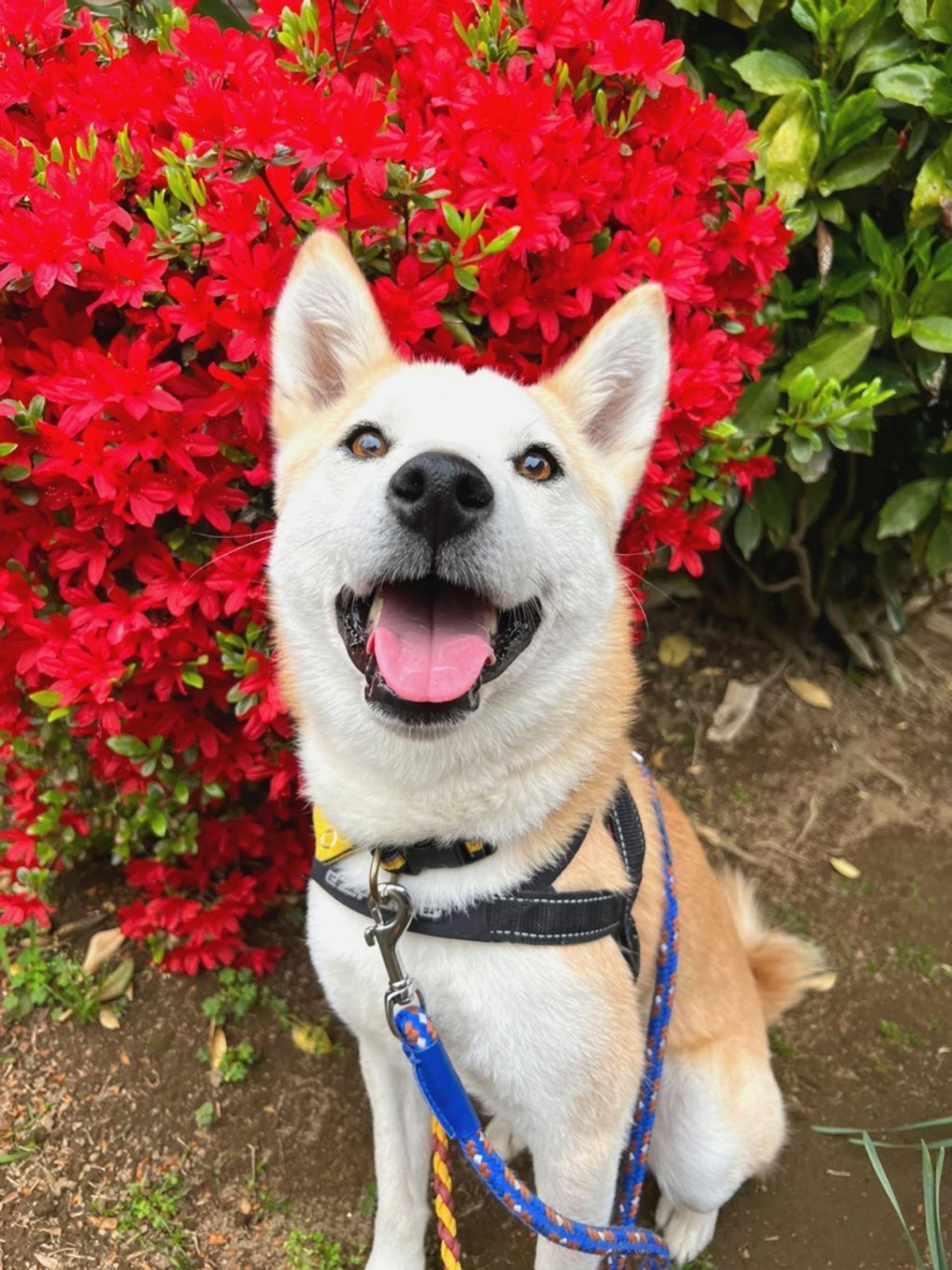 pet-image-5