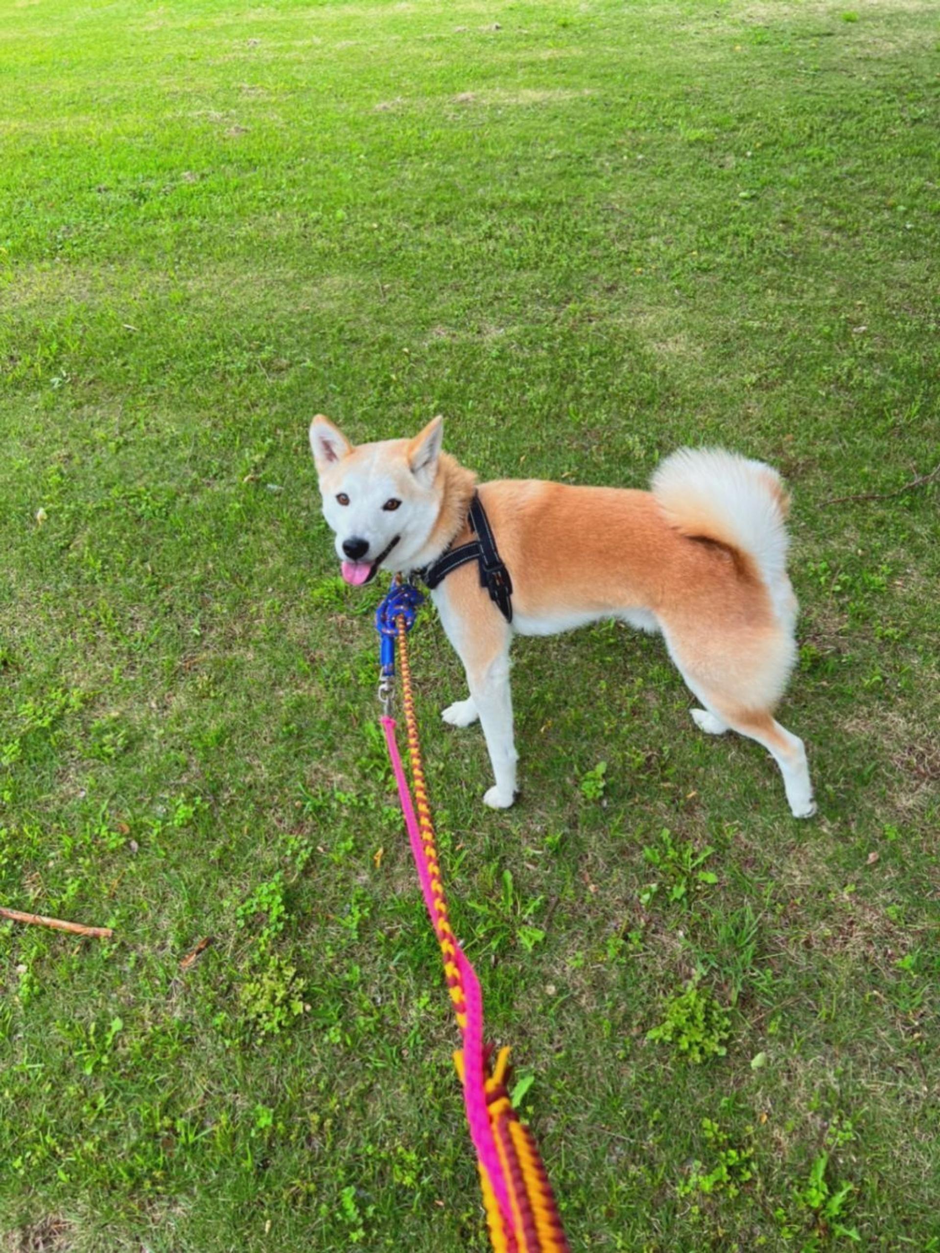 pet-image-6
