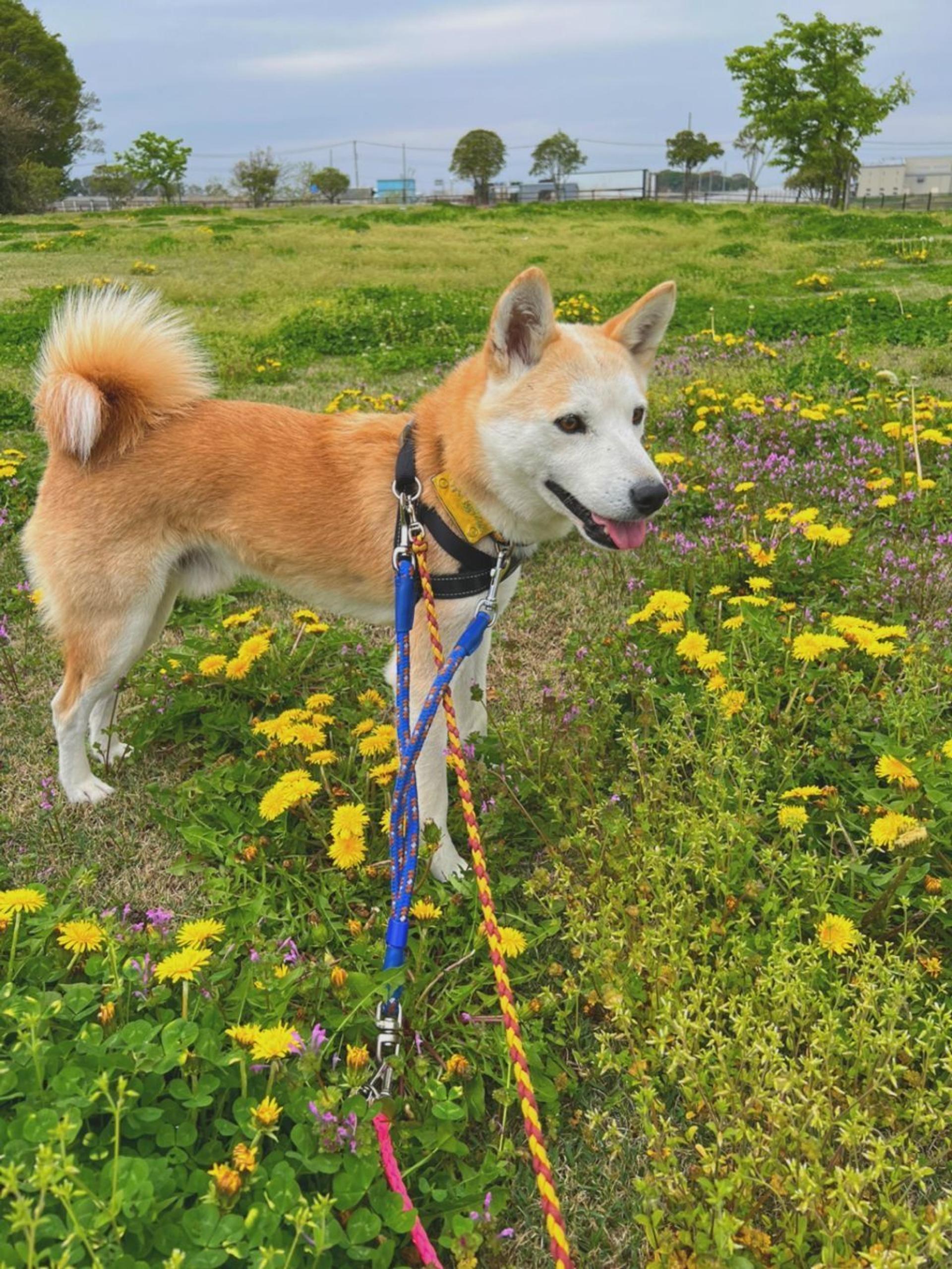 pet-image-7