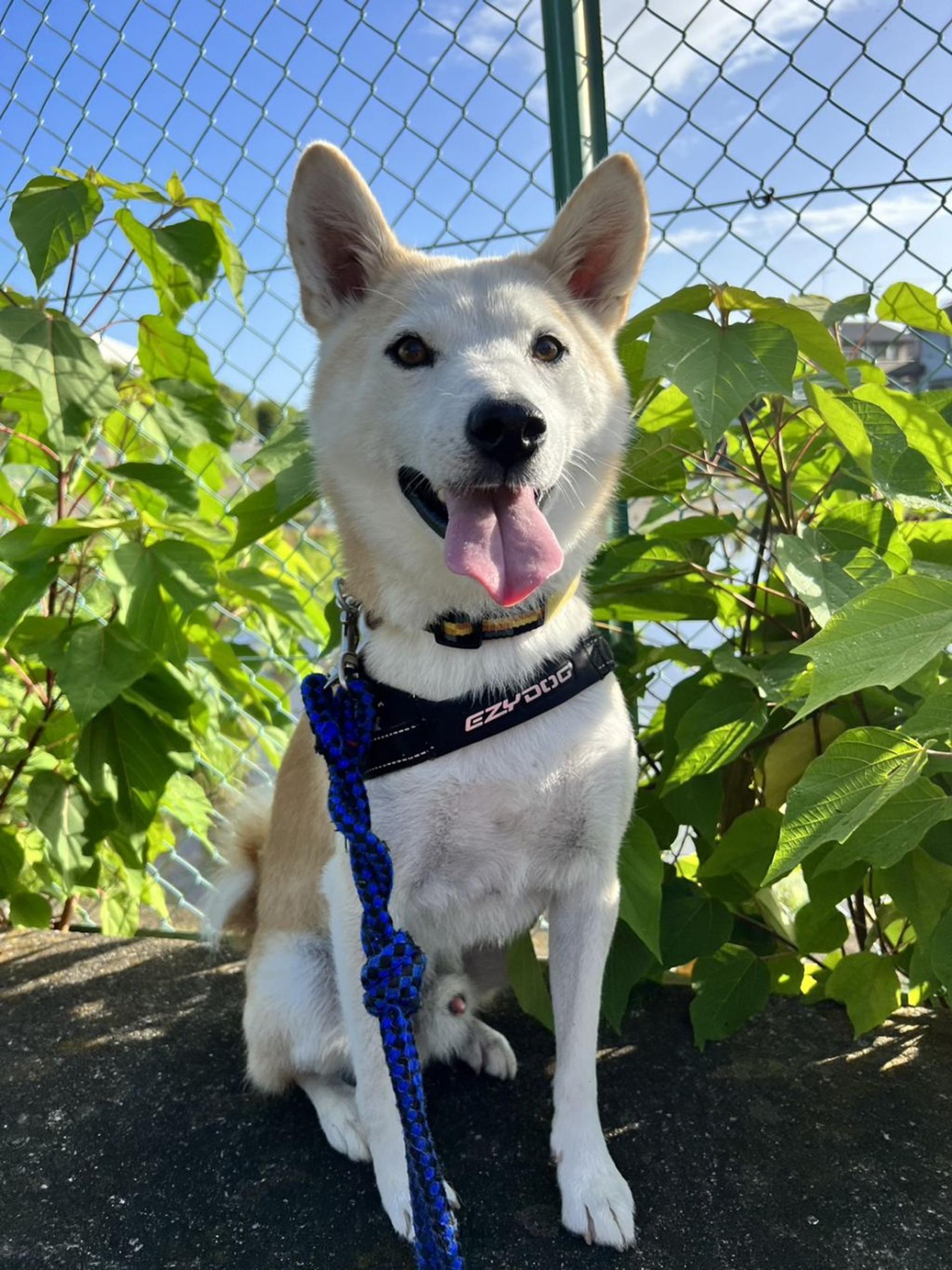 pet-image-3