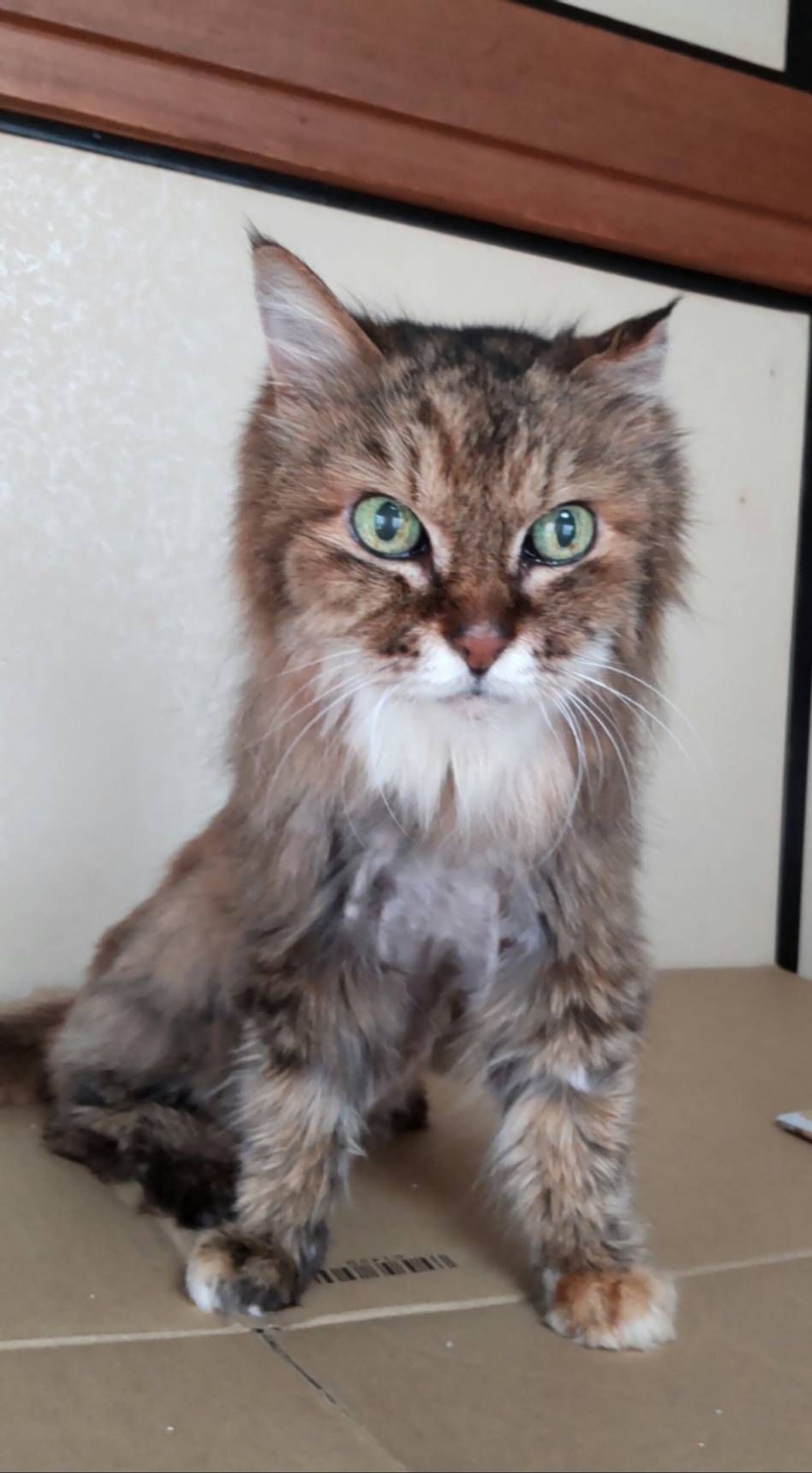 雑種（ミックス猫）・メスの里親募集の写真