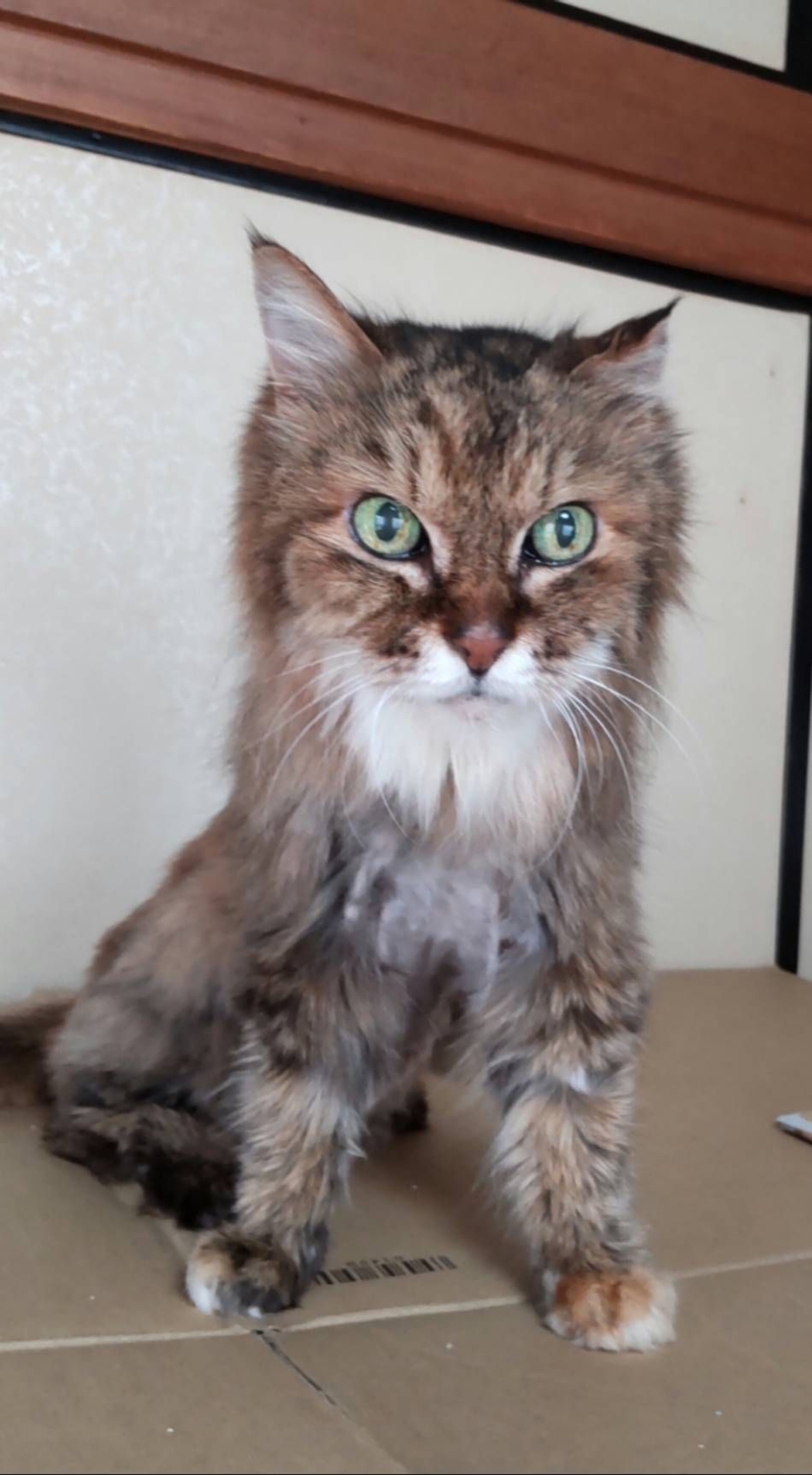 雑種（ミックス猫）・メスの里親募集の写真