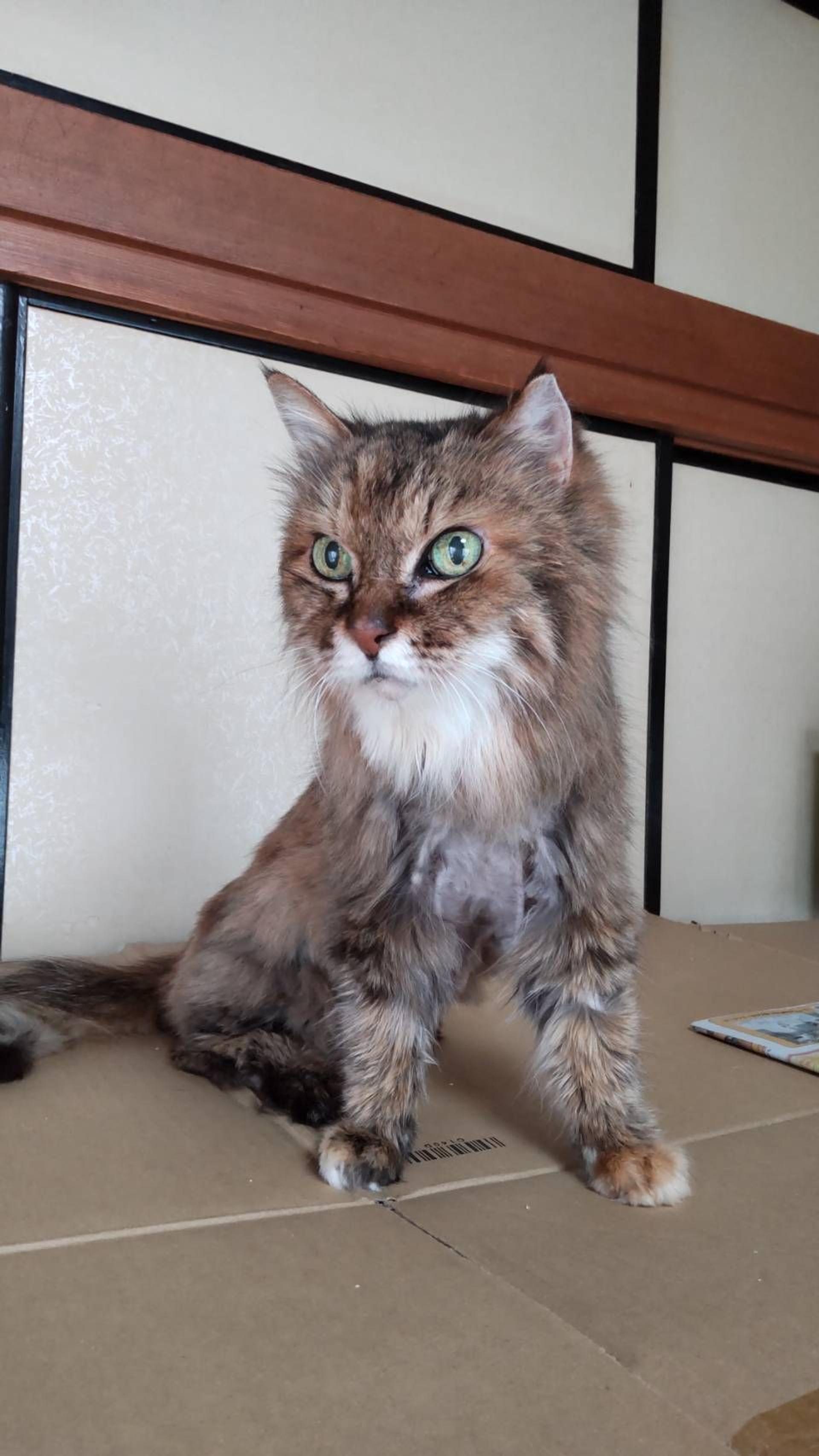 pet-image-2