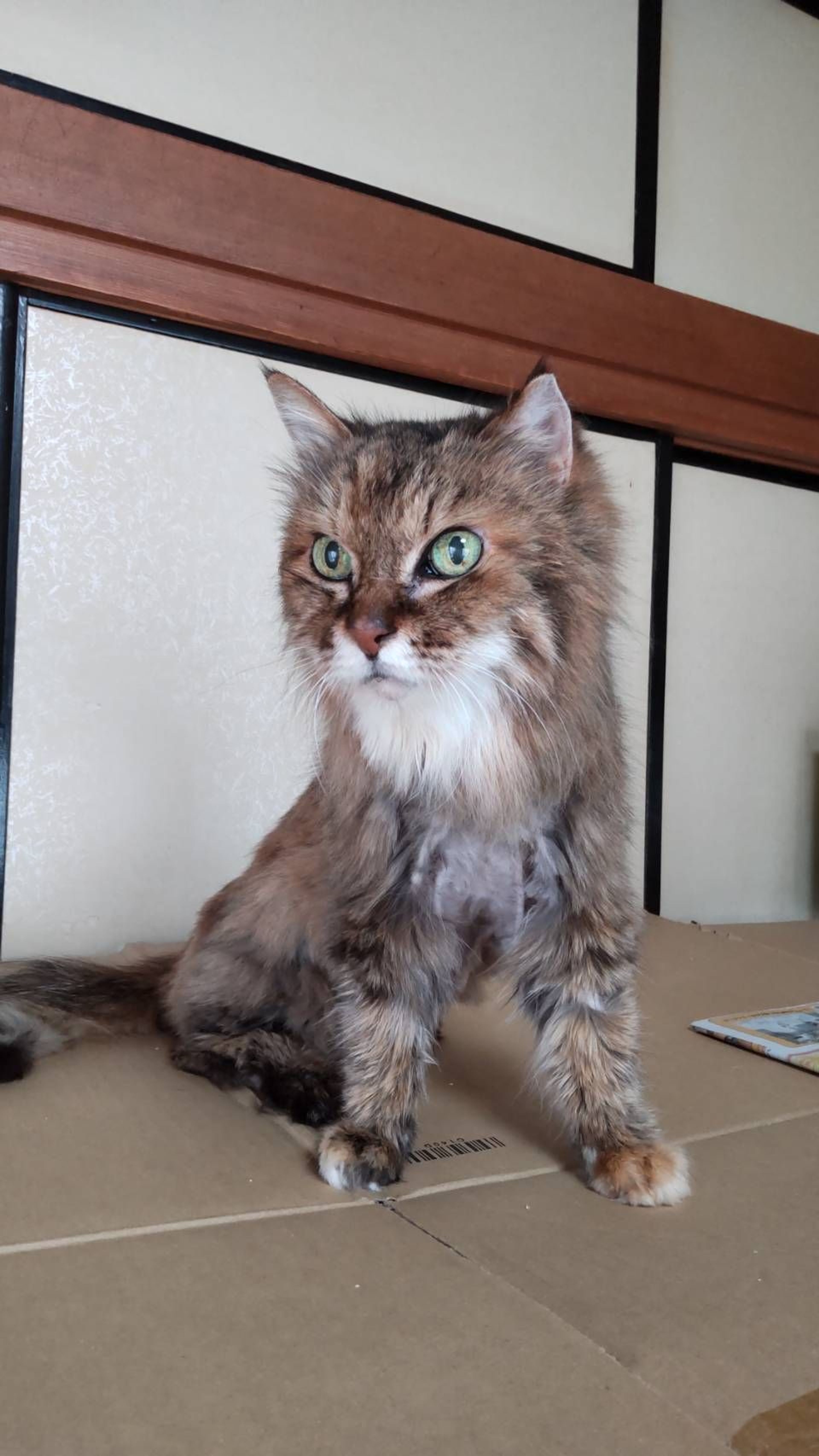 pet-image-2