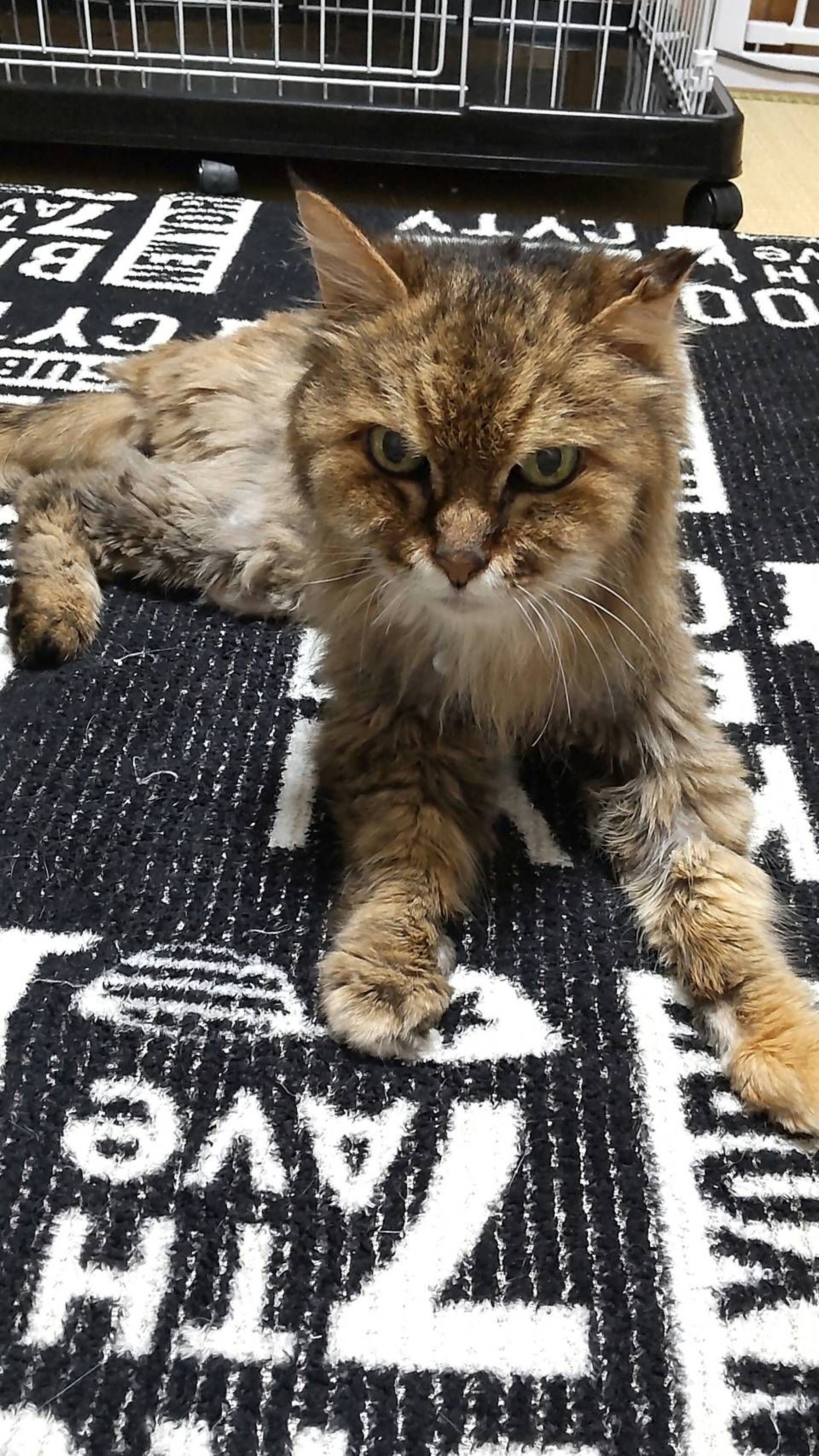 pet-image-3