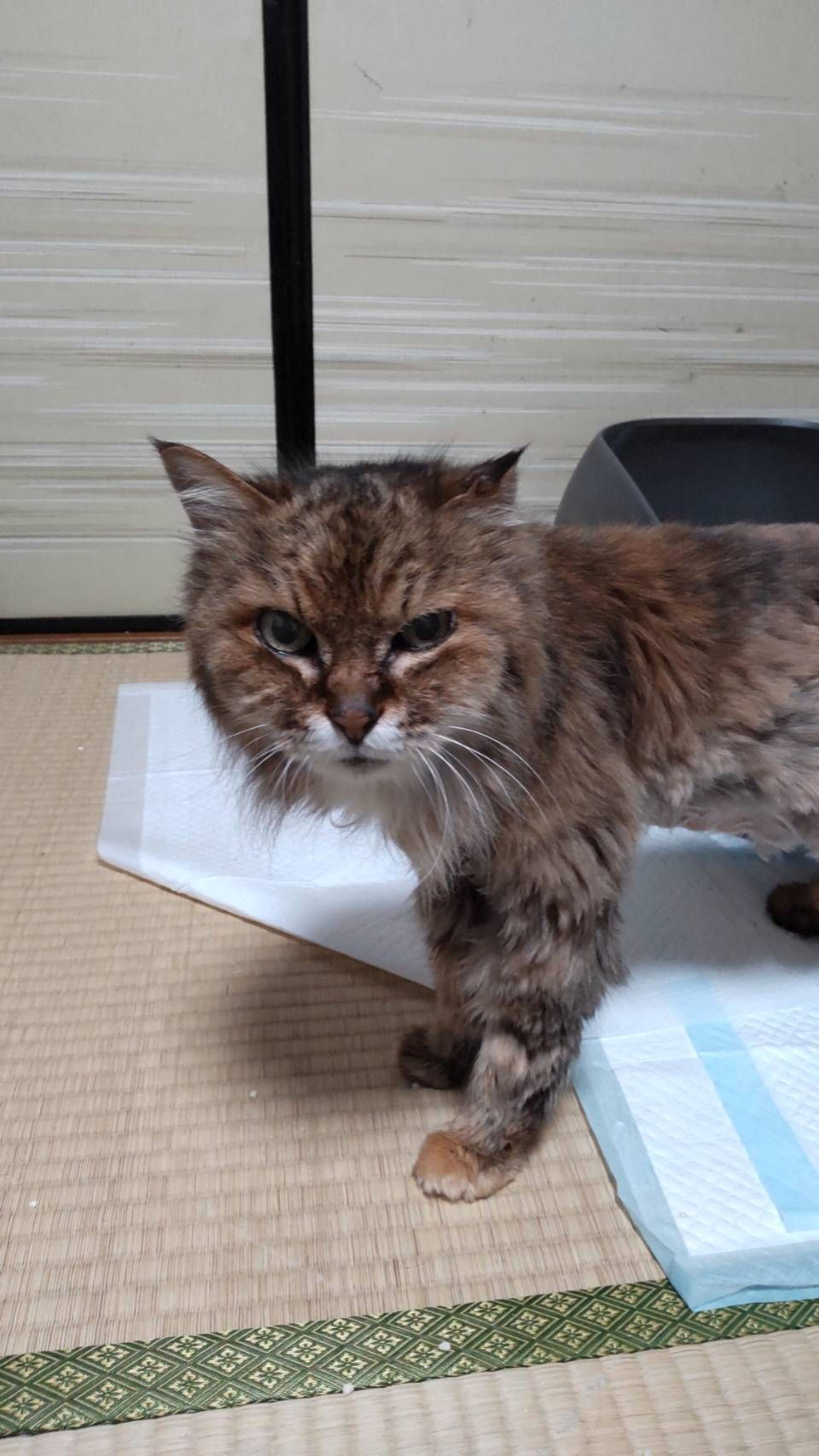 pet-image-4