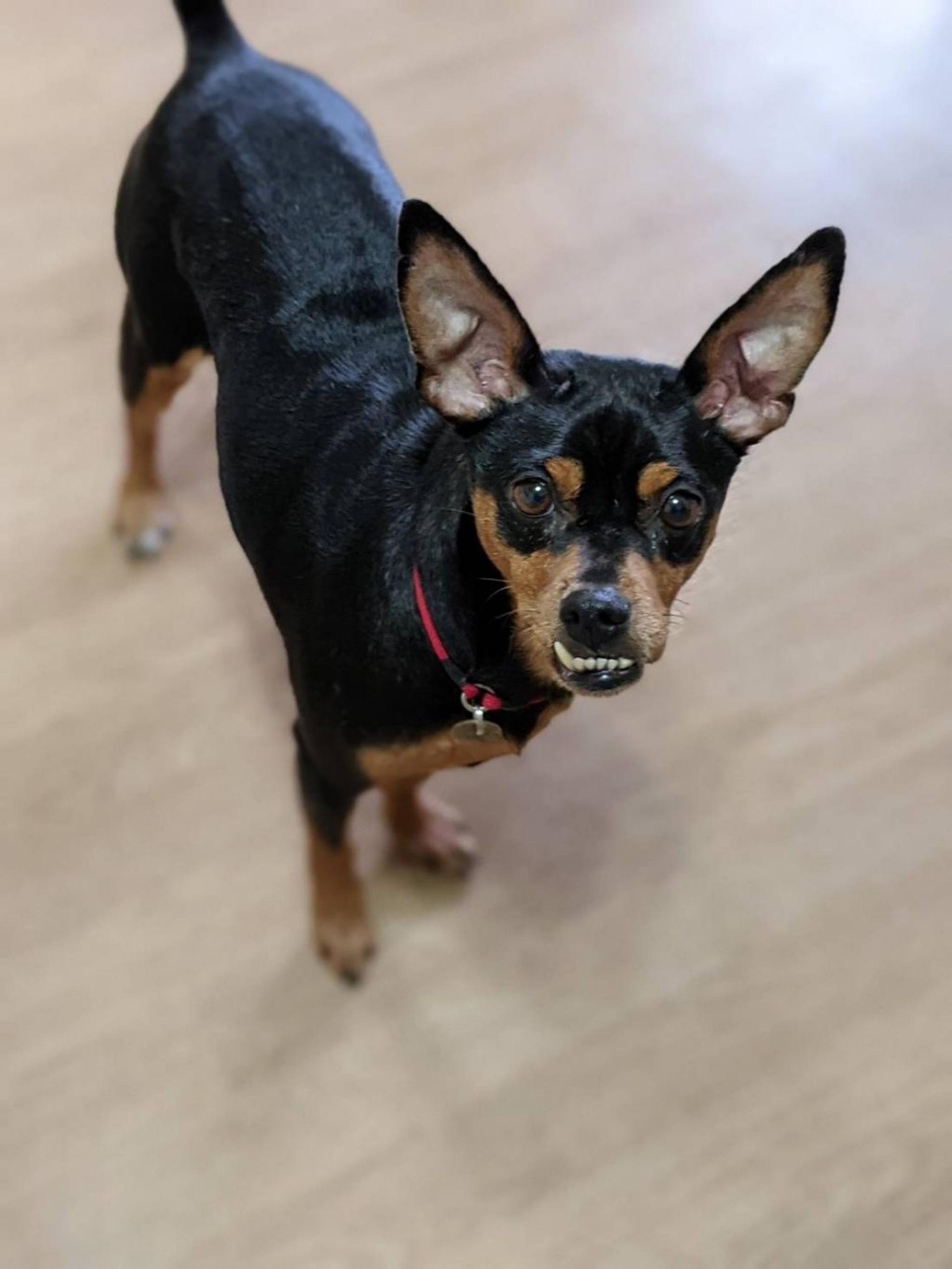 pet-image-3