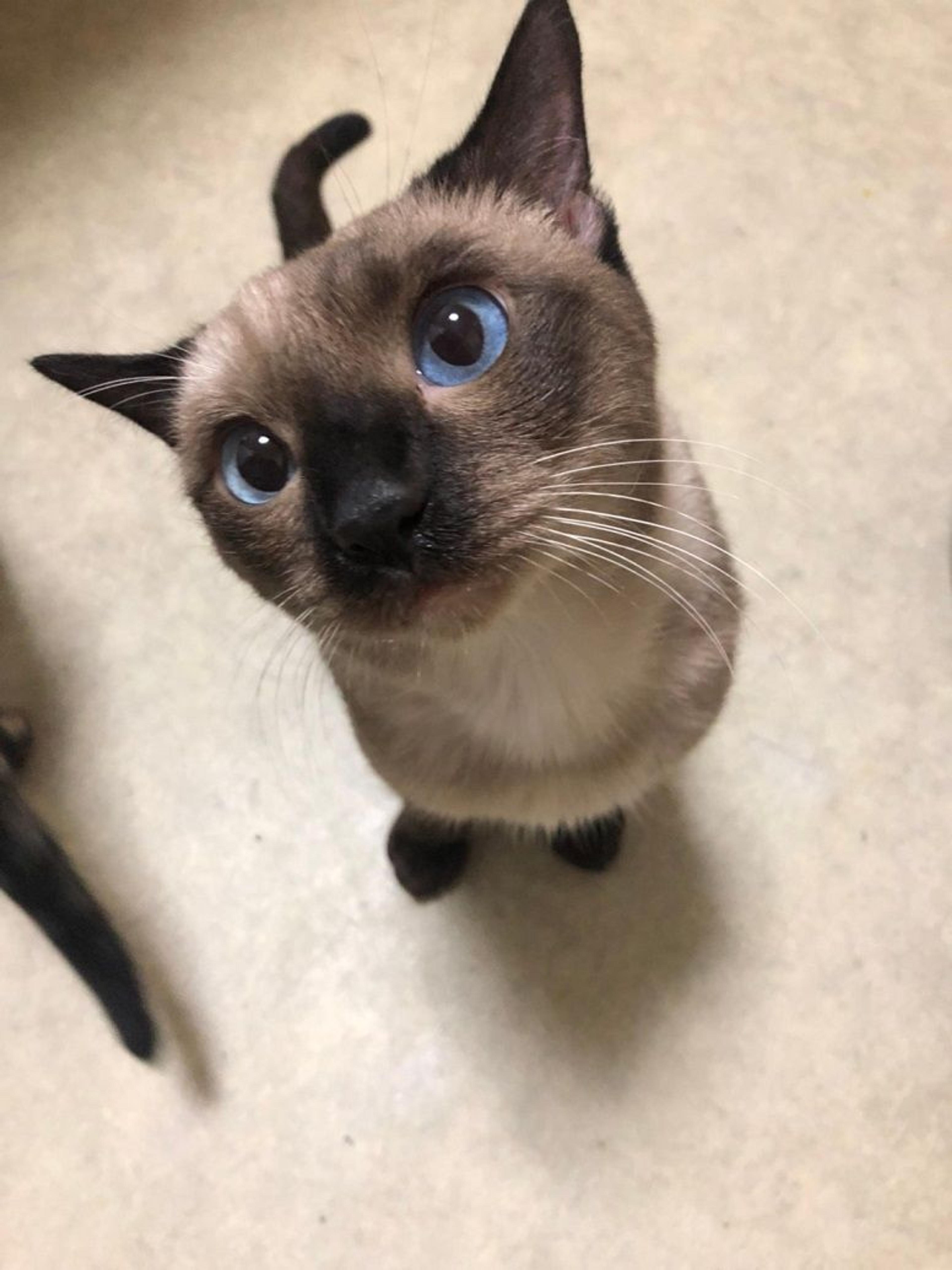 pet-image-4