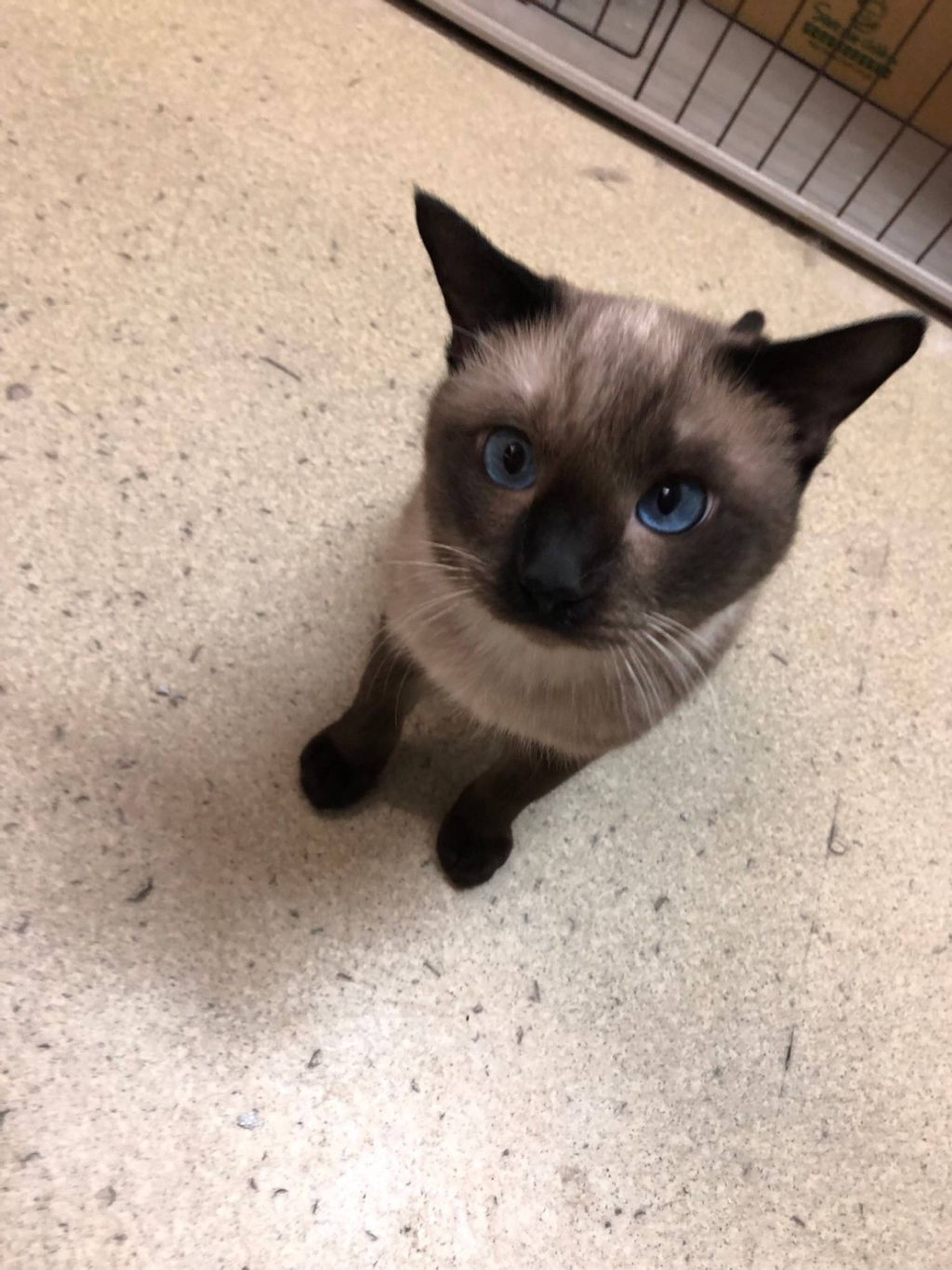 雑種（ミックス猫）・オスの里親募集の写真