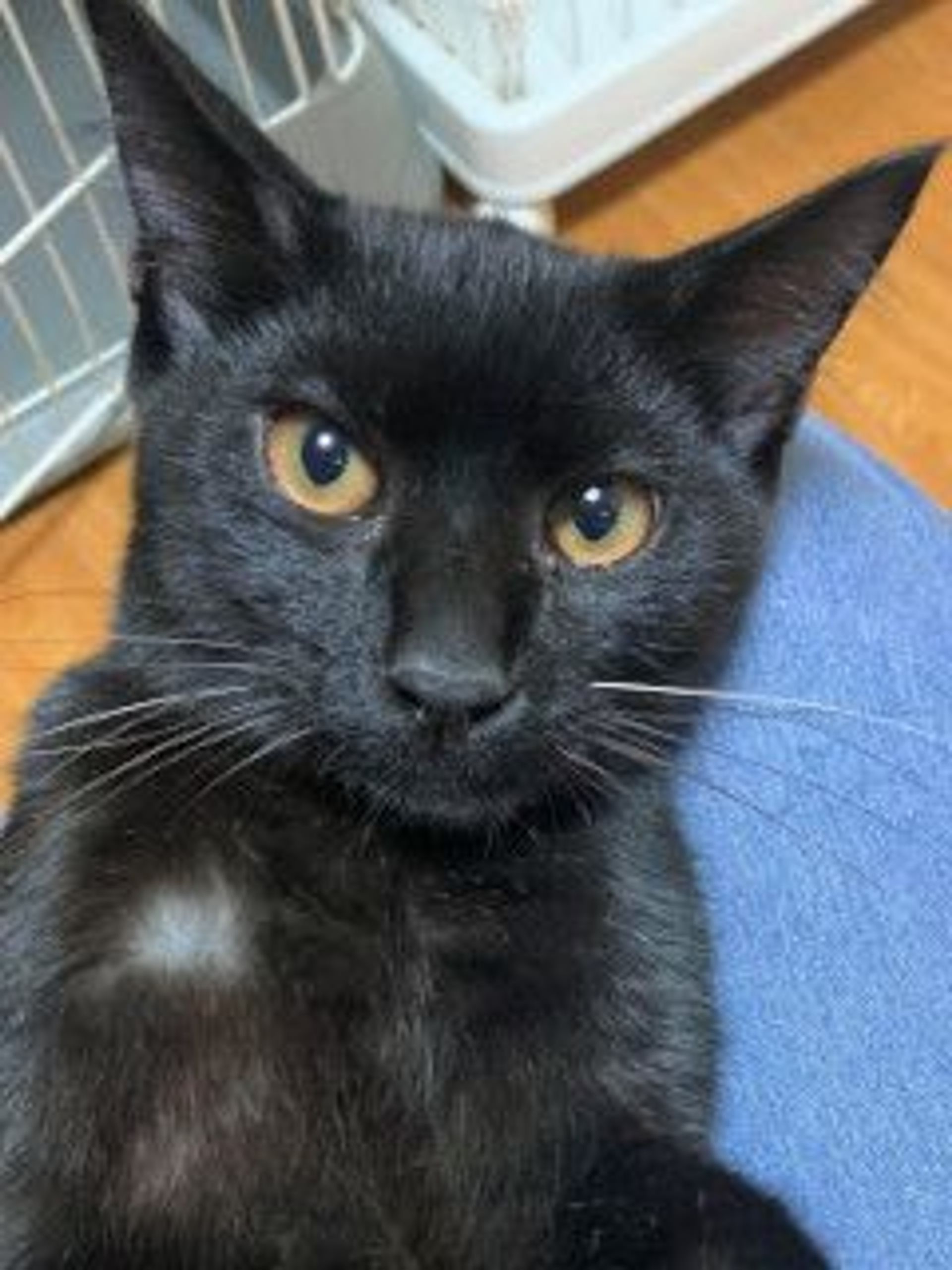 雑種（ミックス猫）・オスの里親募集の写真