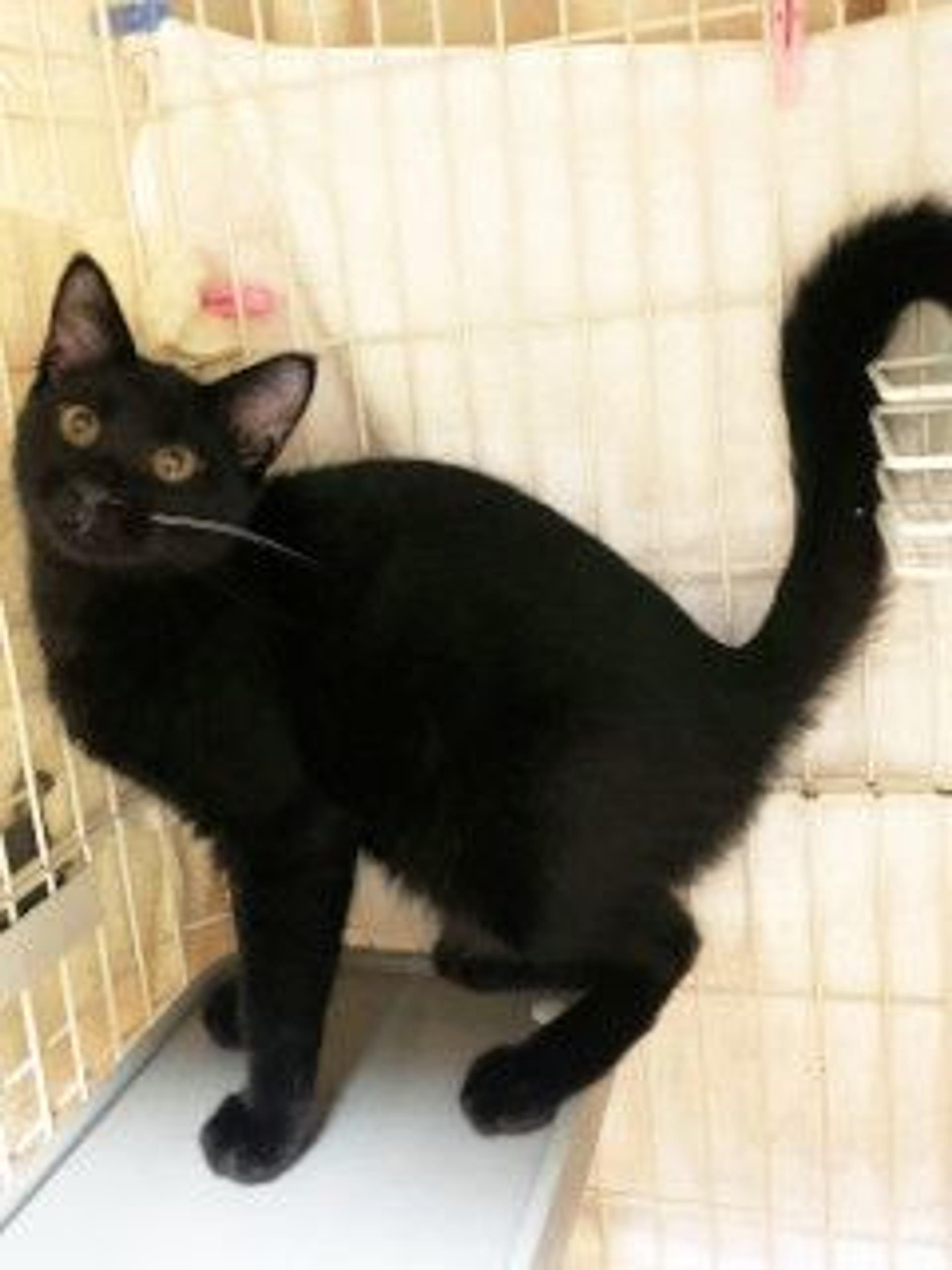 pet-image-3