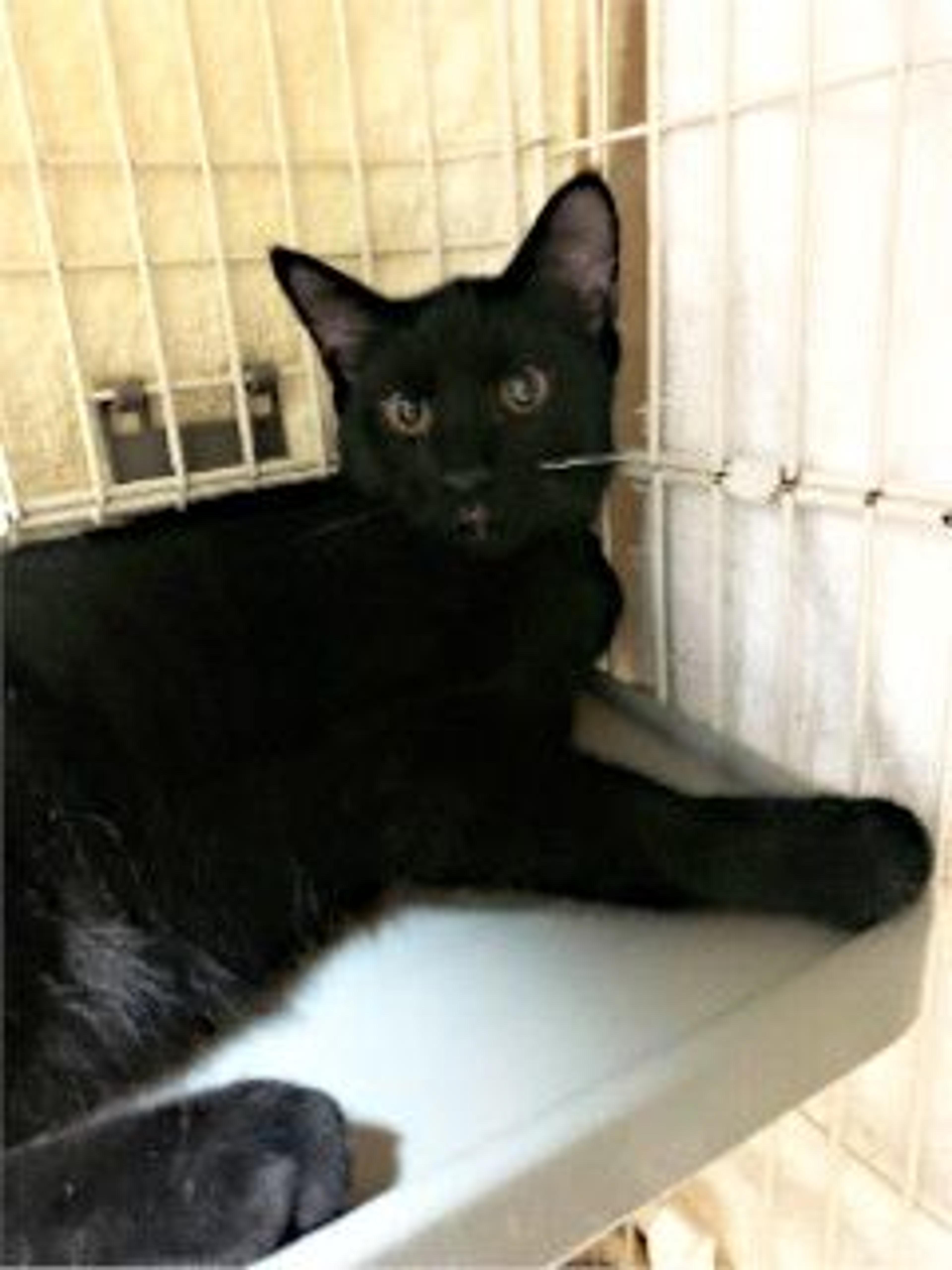 pet-image-4