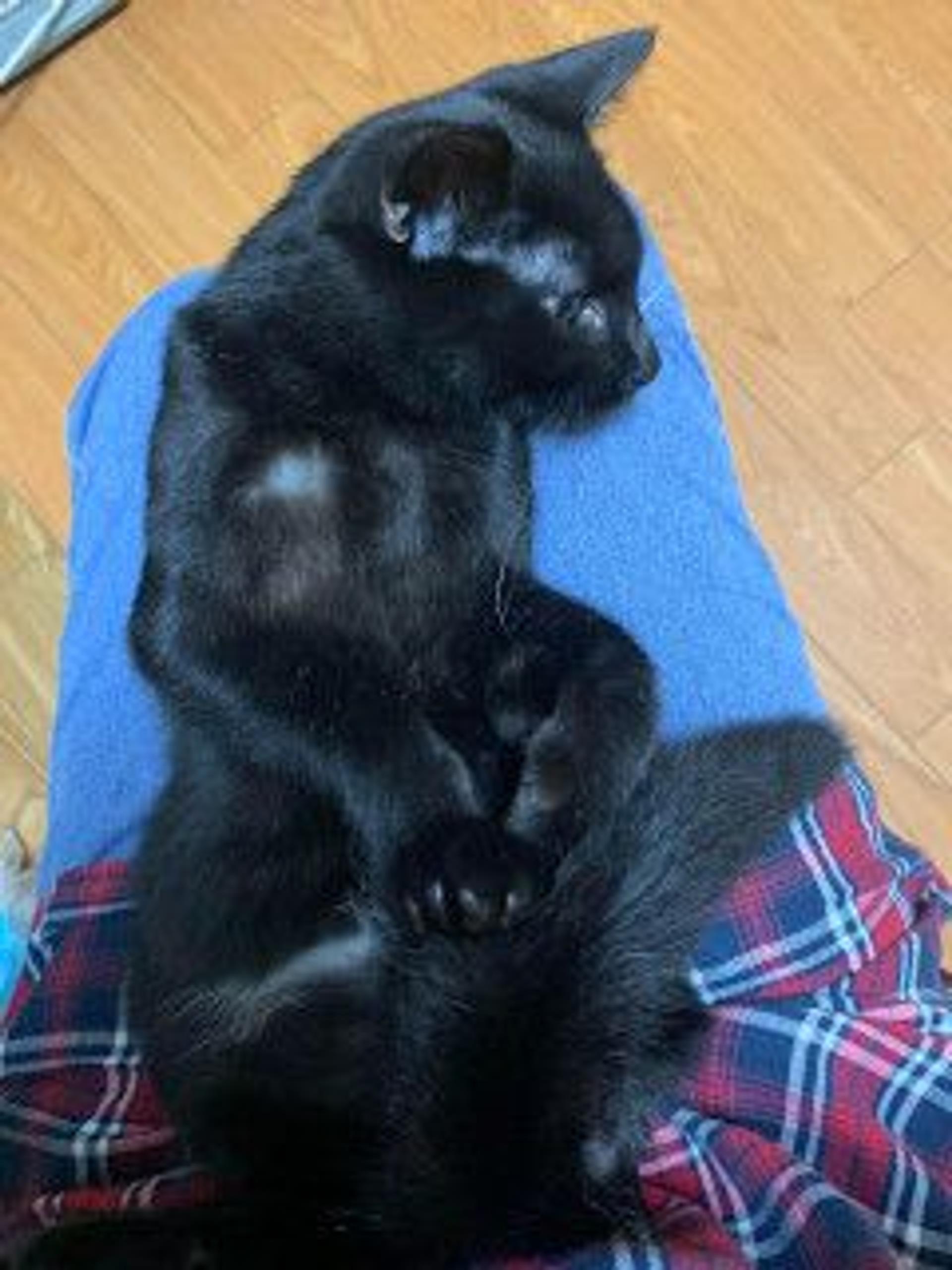 pet-image-5