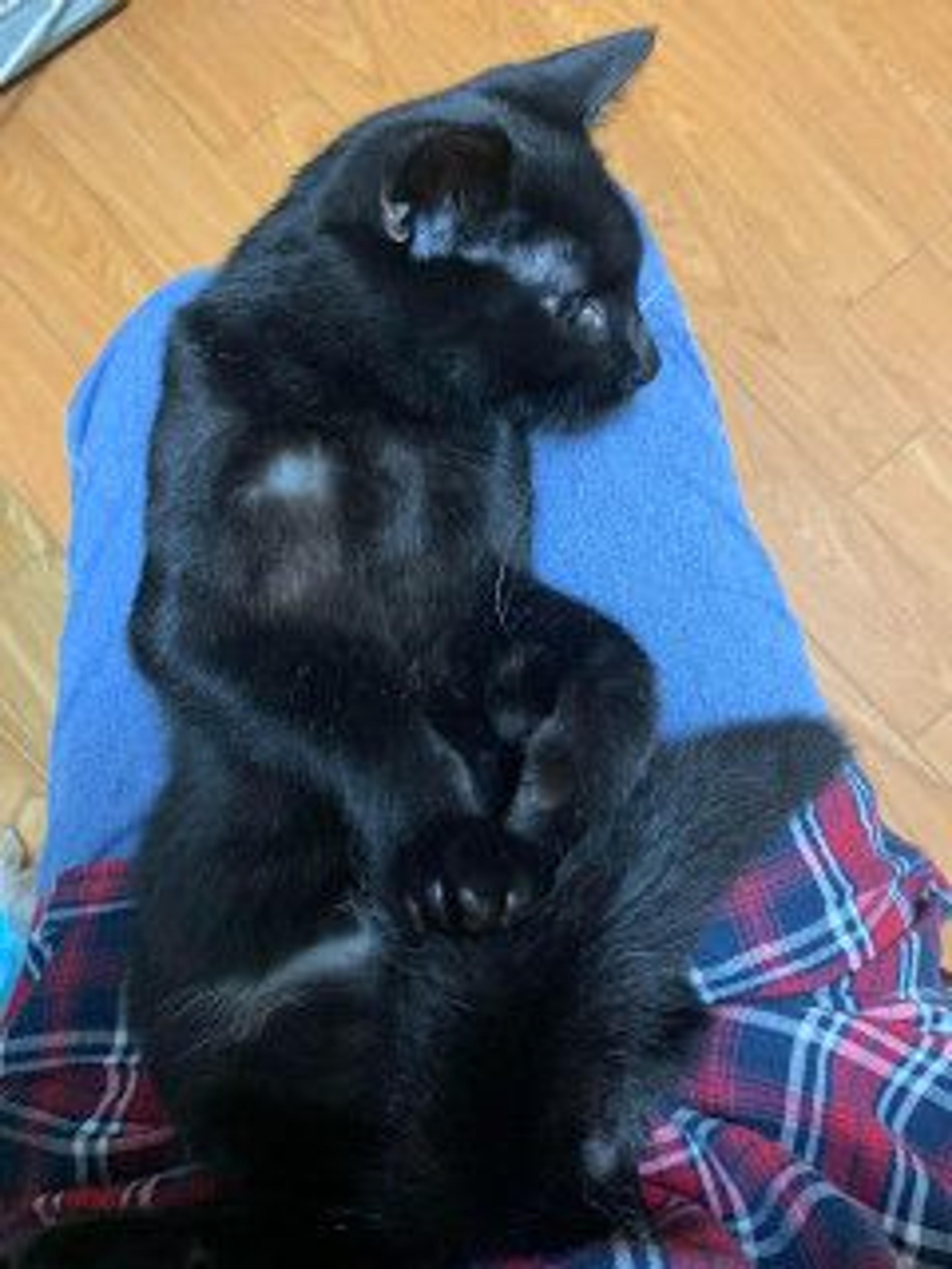pet-image-5