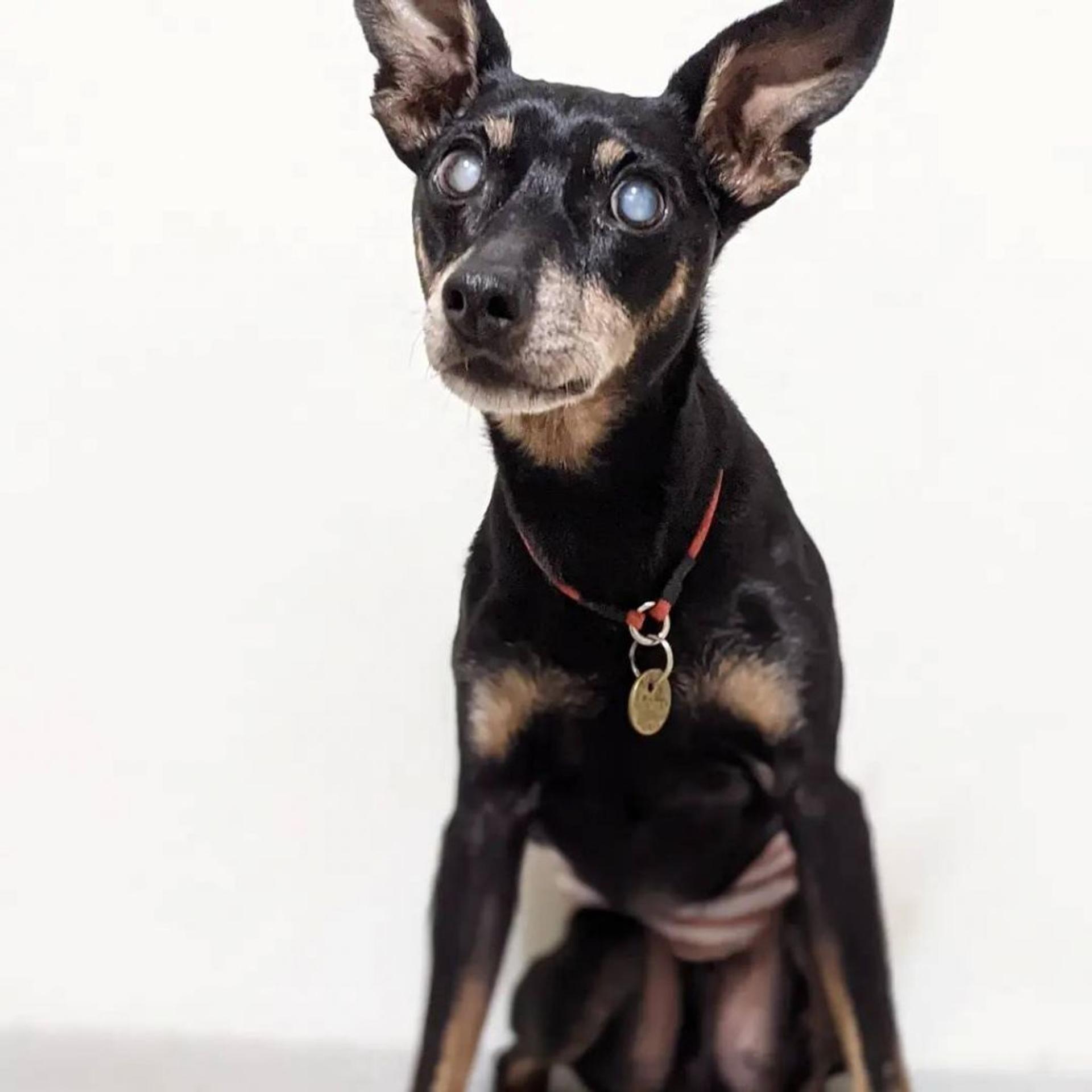 pet-image-2