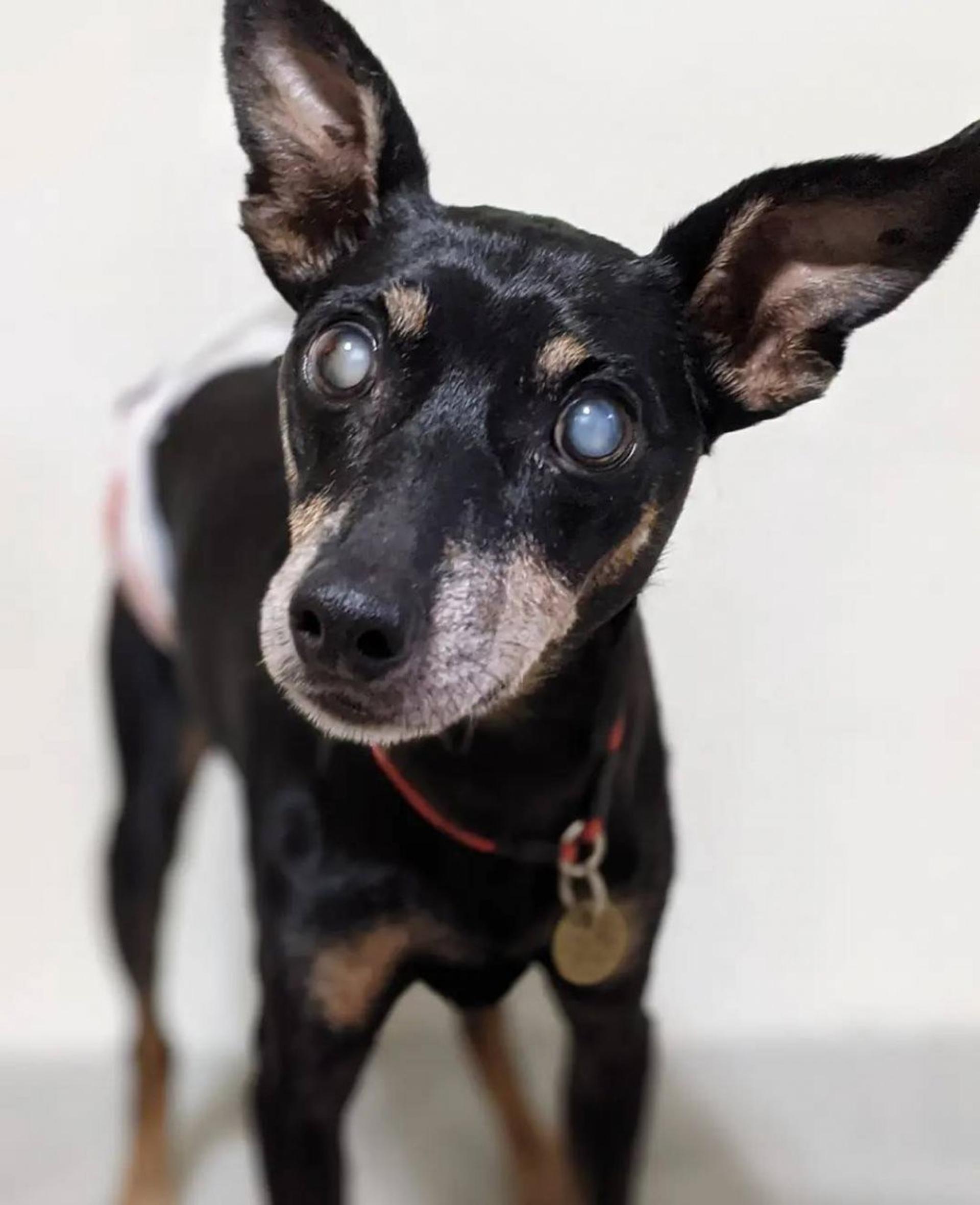 pet-image-3