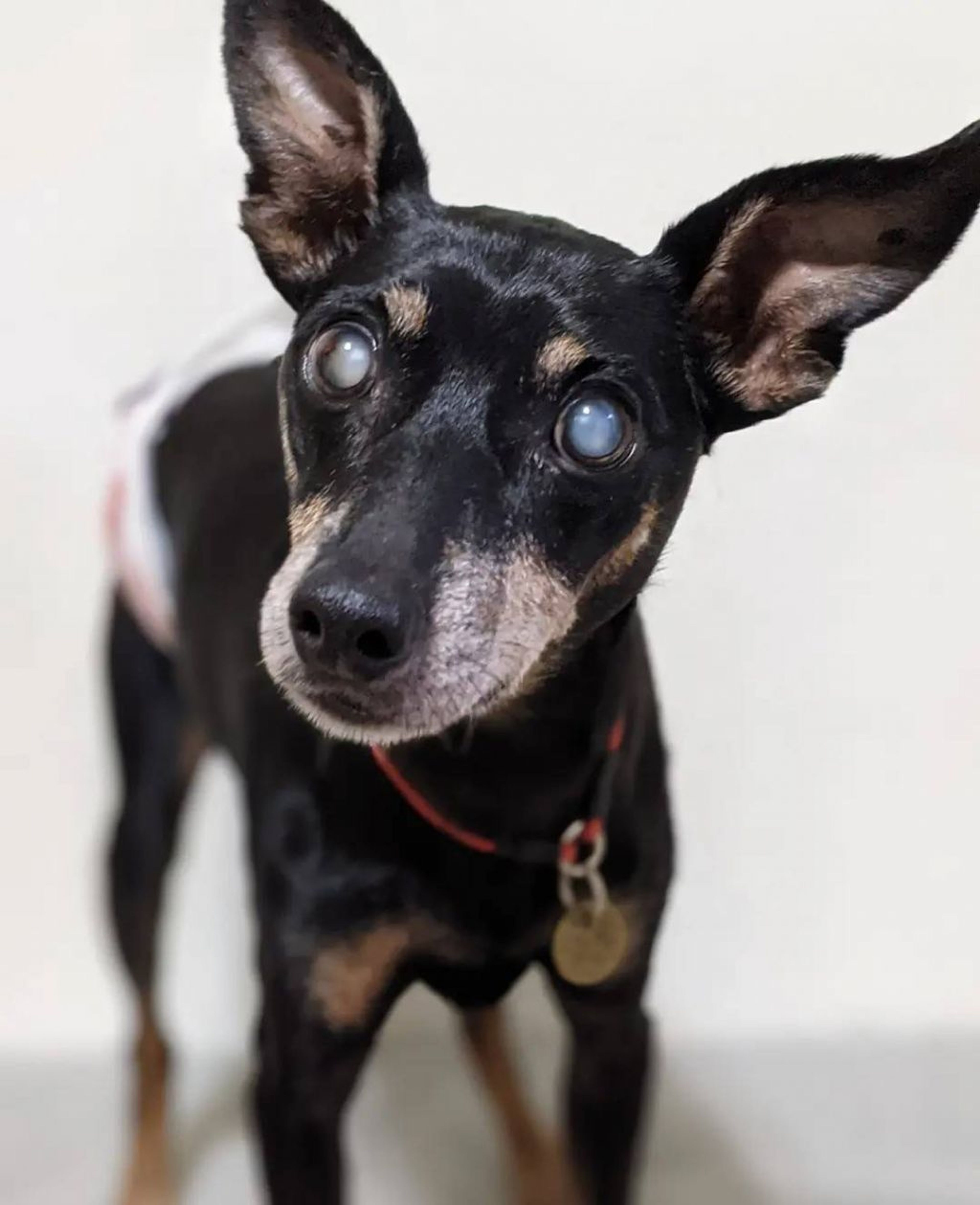 pet-image-3