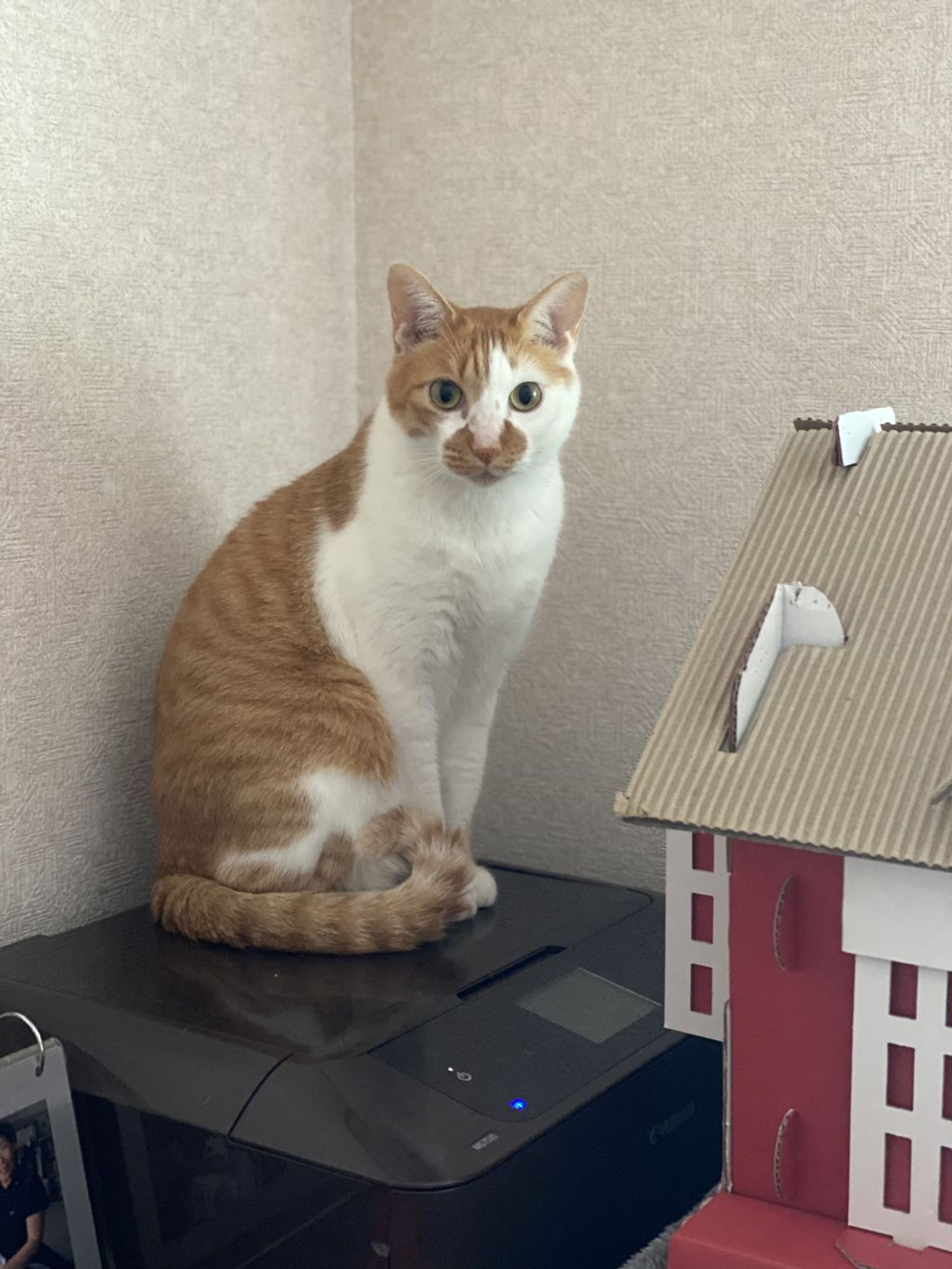 雑種（ミックス猫）・オスの里親募集の写真