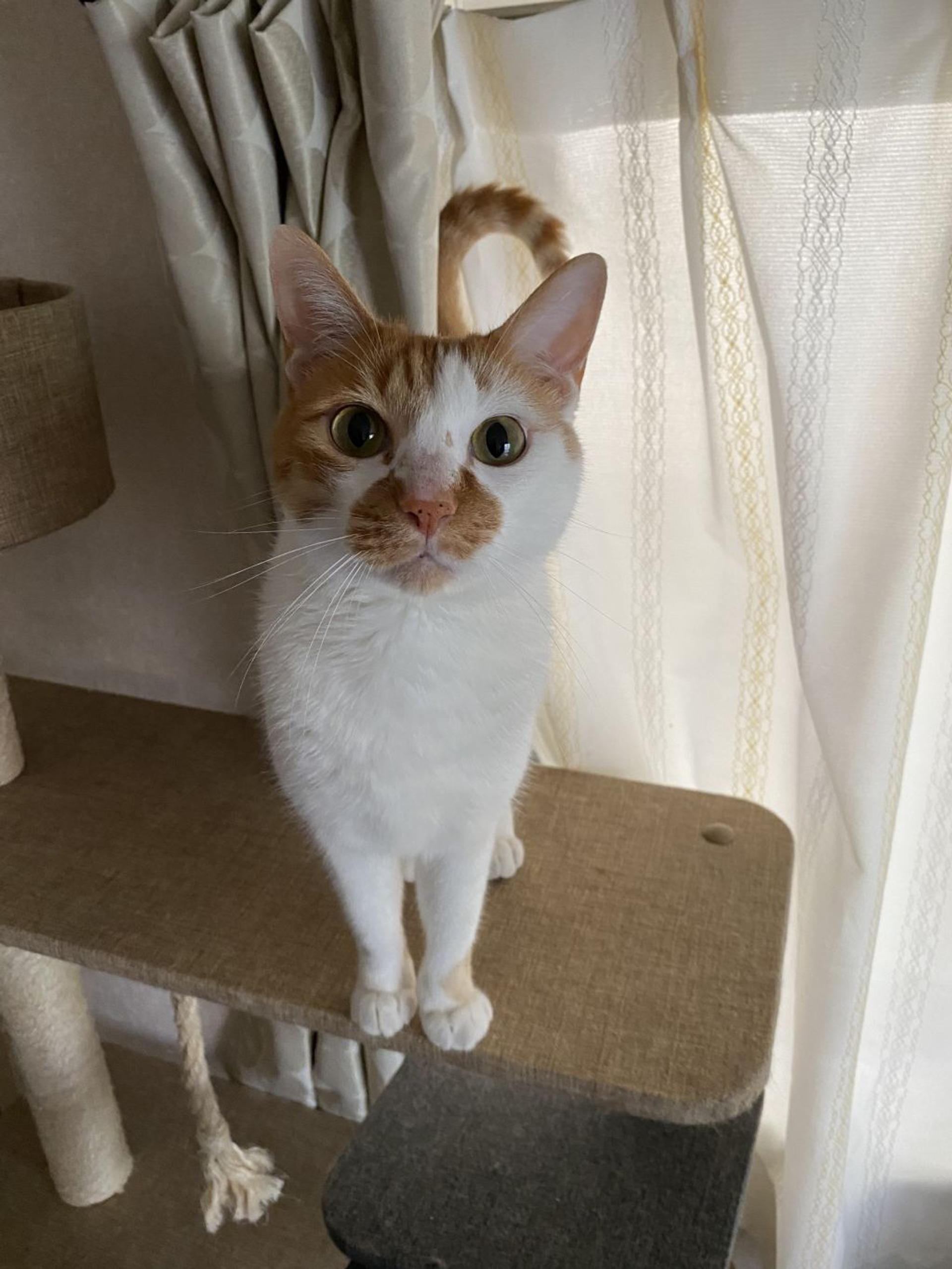 pet-image-4