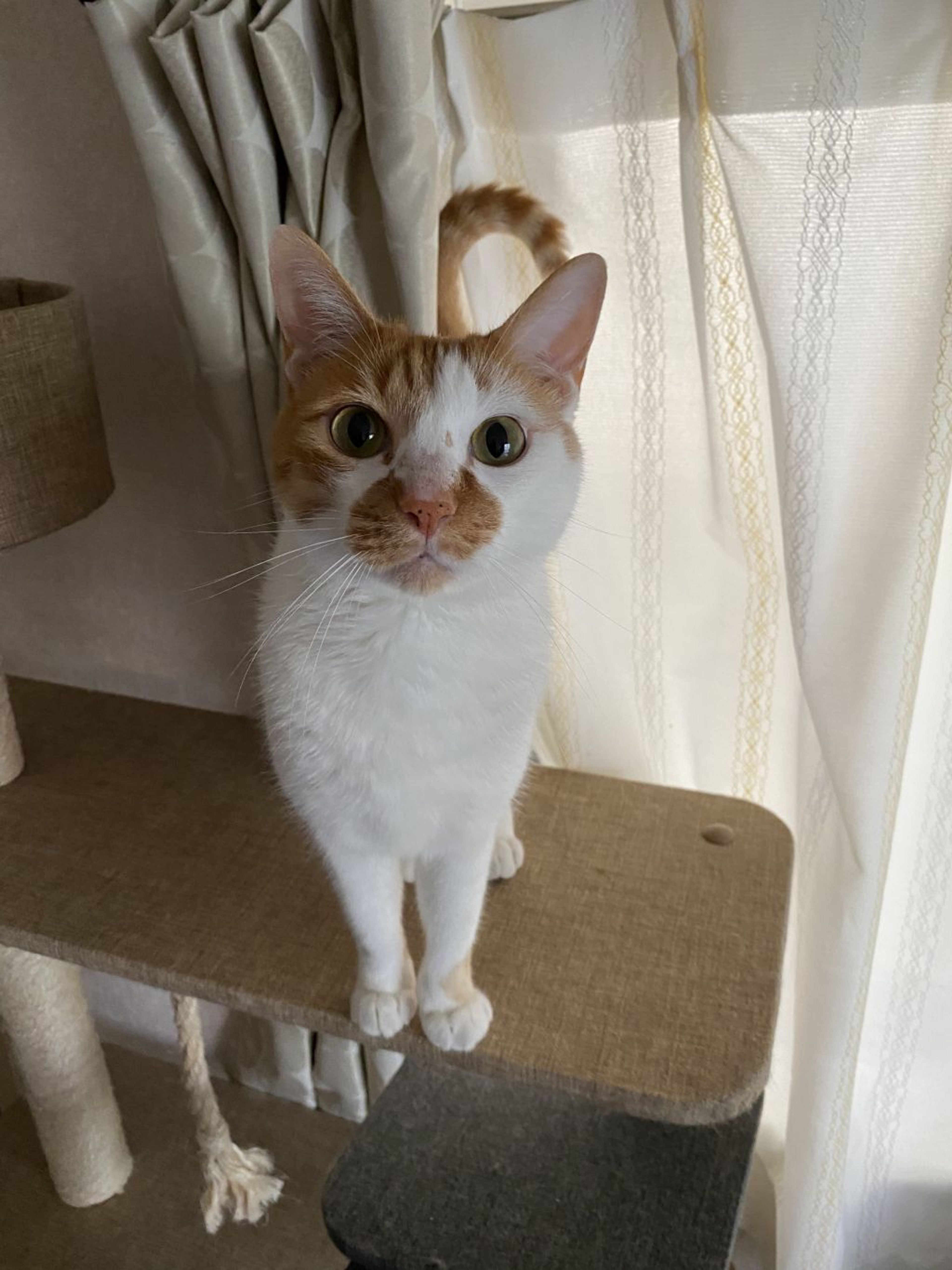 pet-image-4