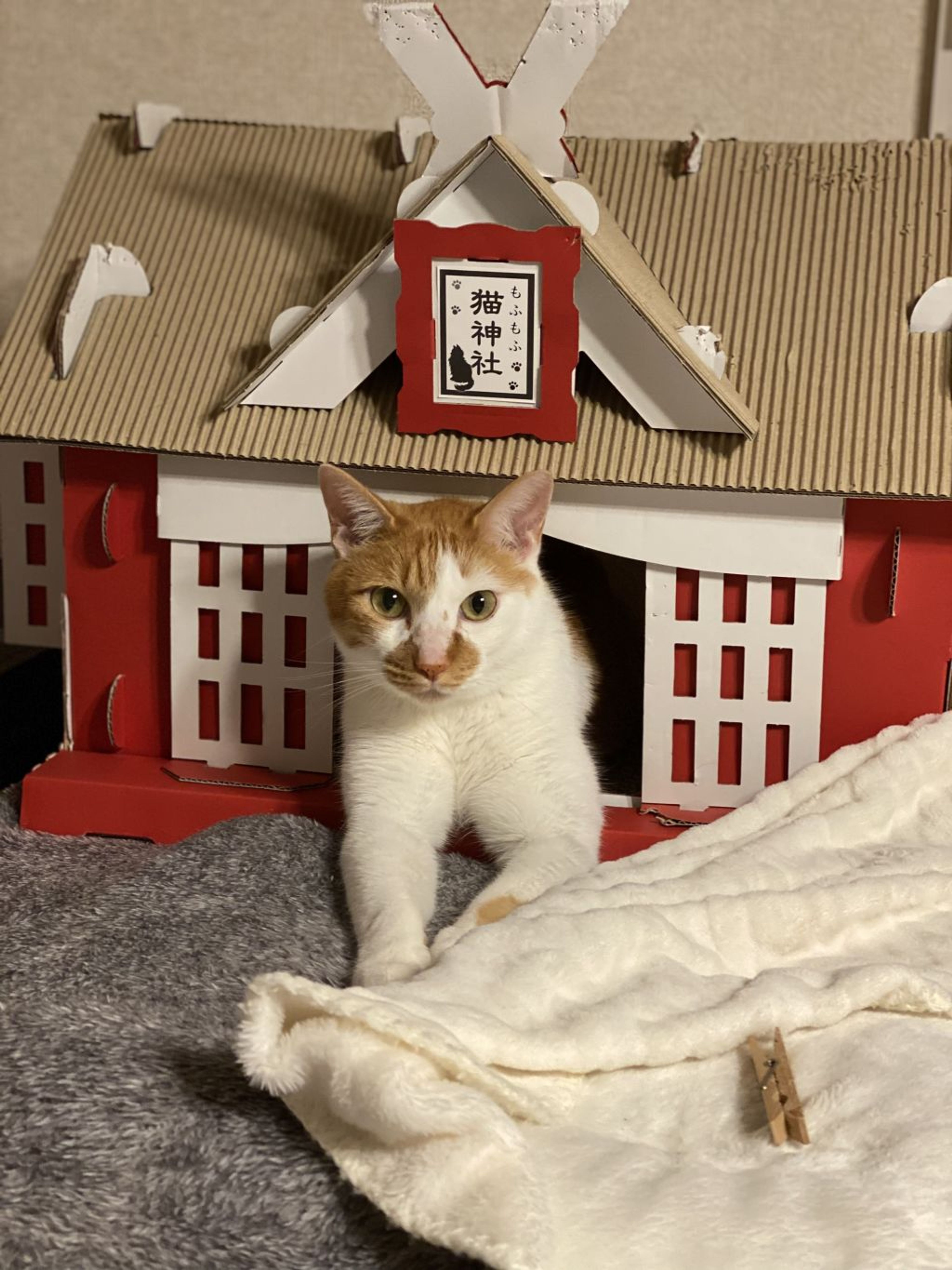 pet-image-5