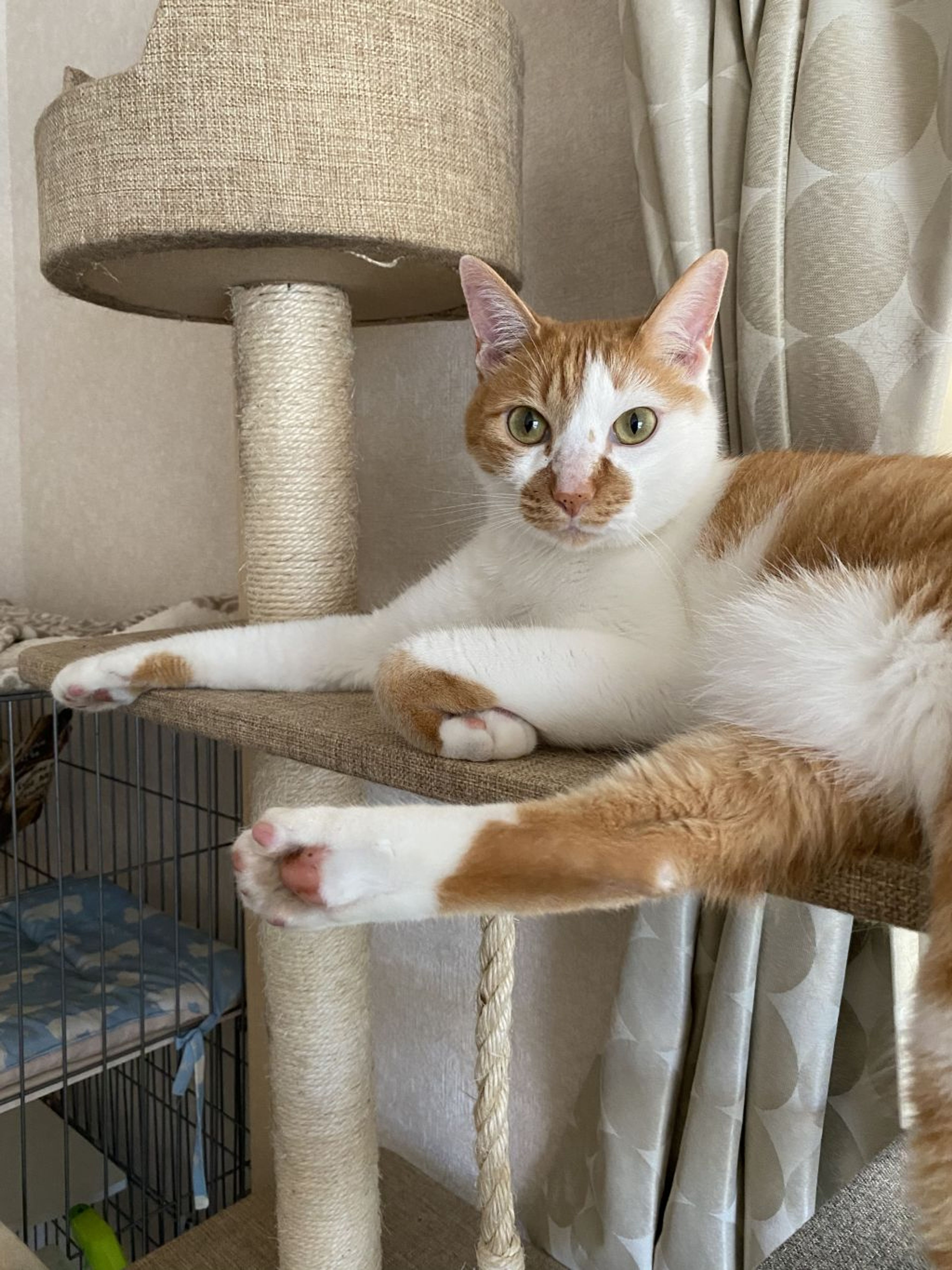 pet-image-6