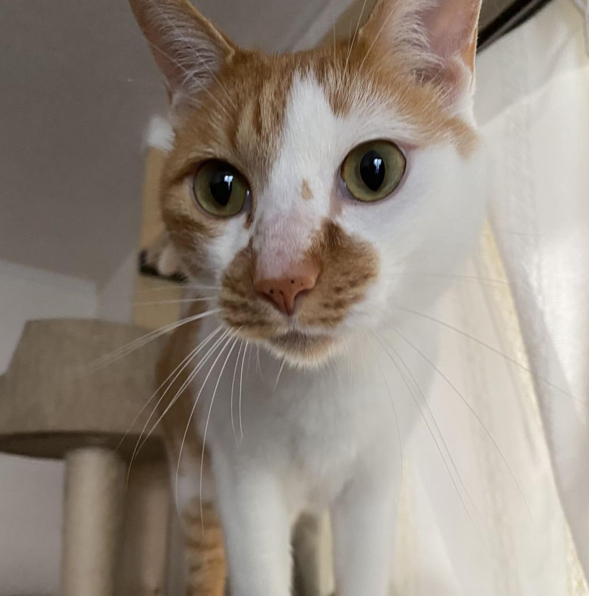 pet-image-8