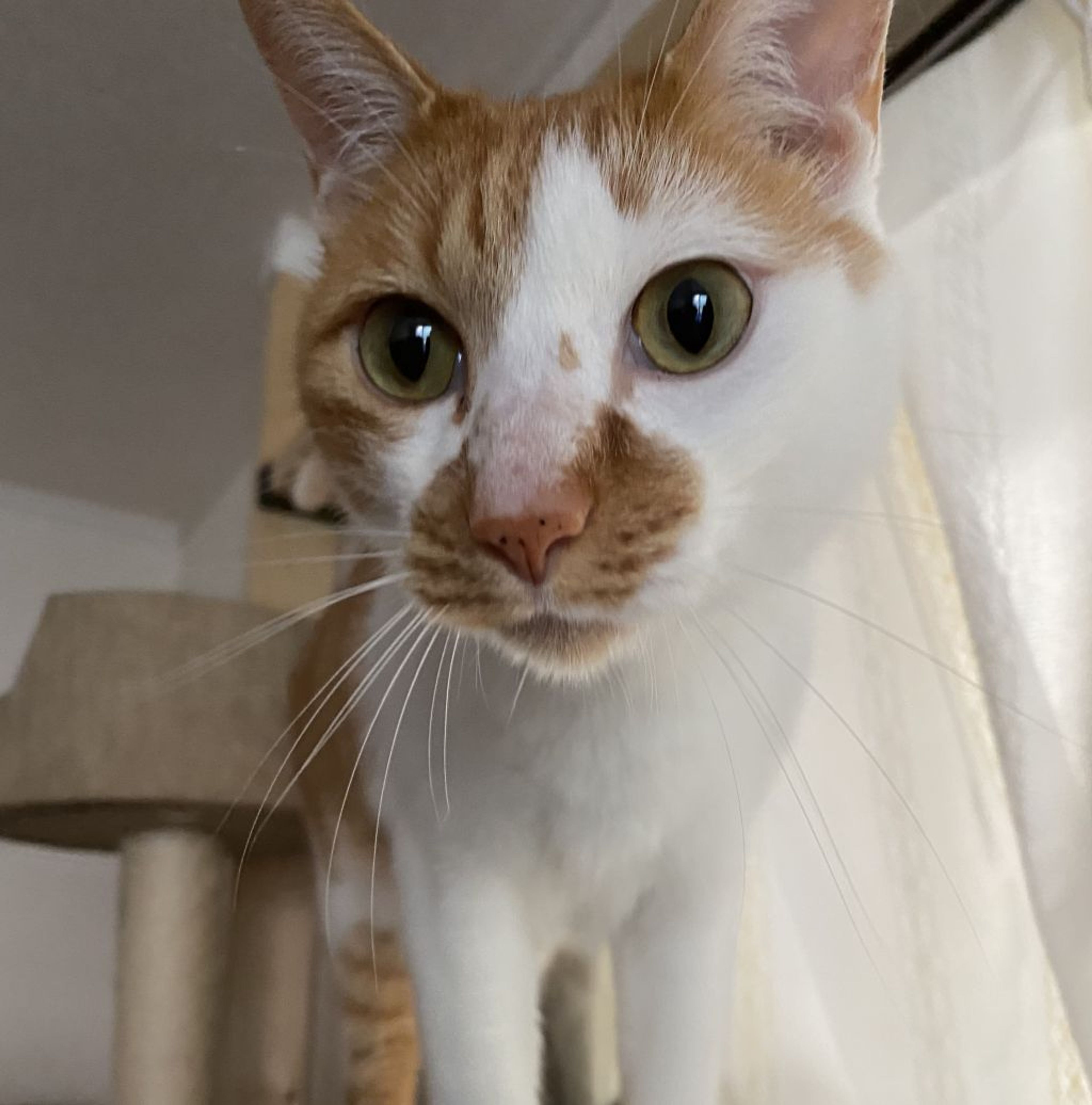 pet-image-8