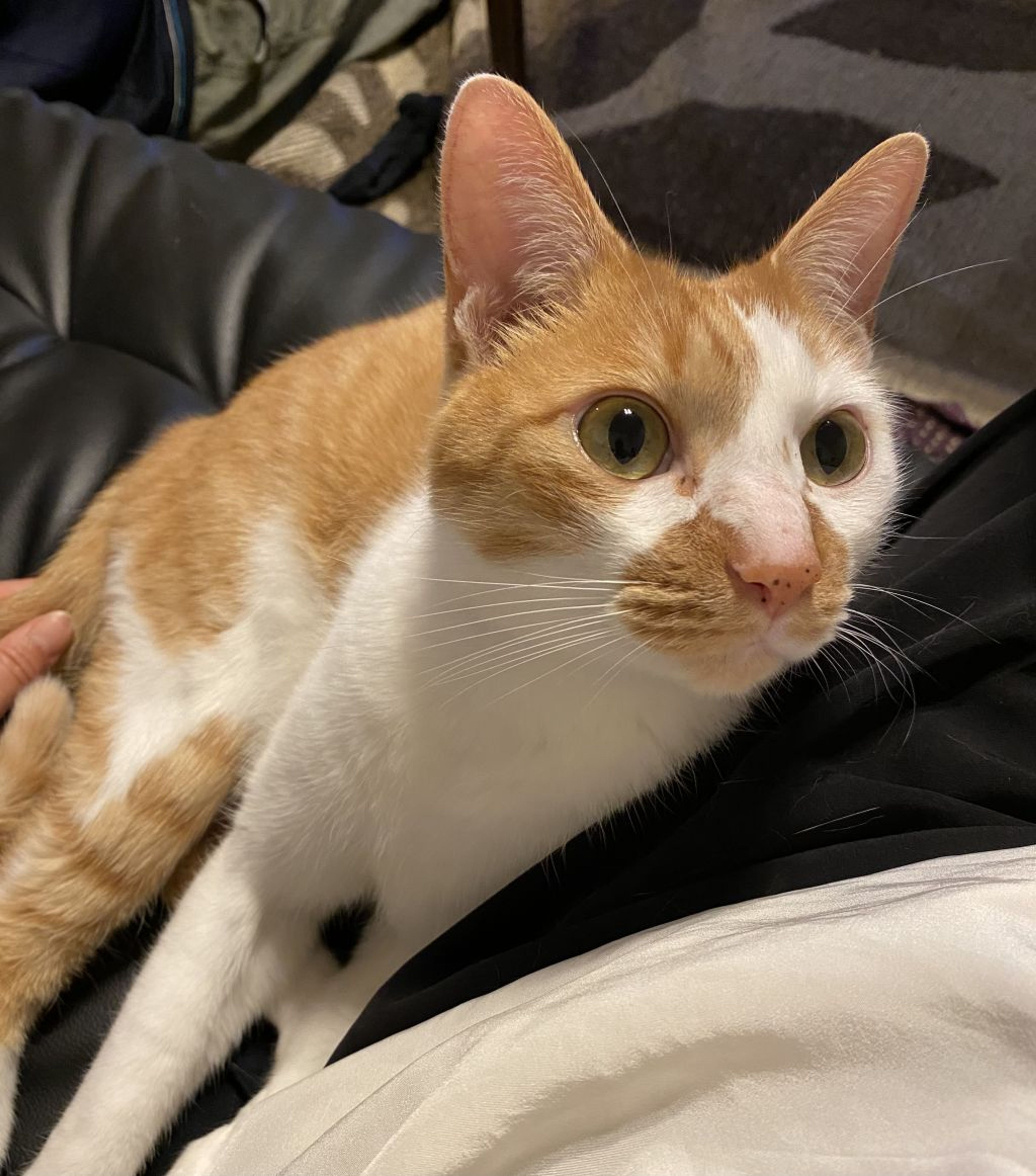 pet-image-3