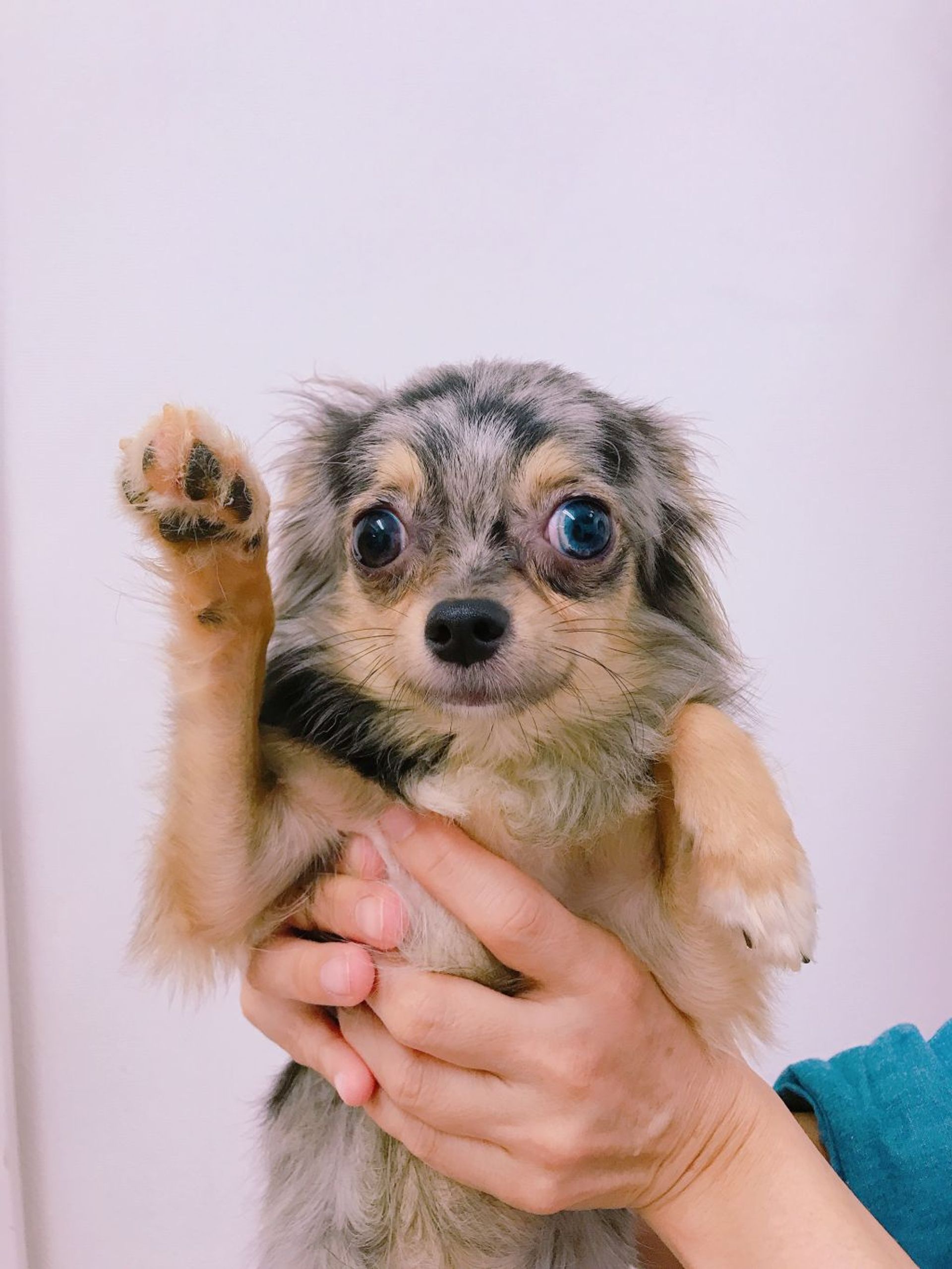 チワワ・メスの里親募集の写真