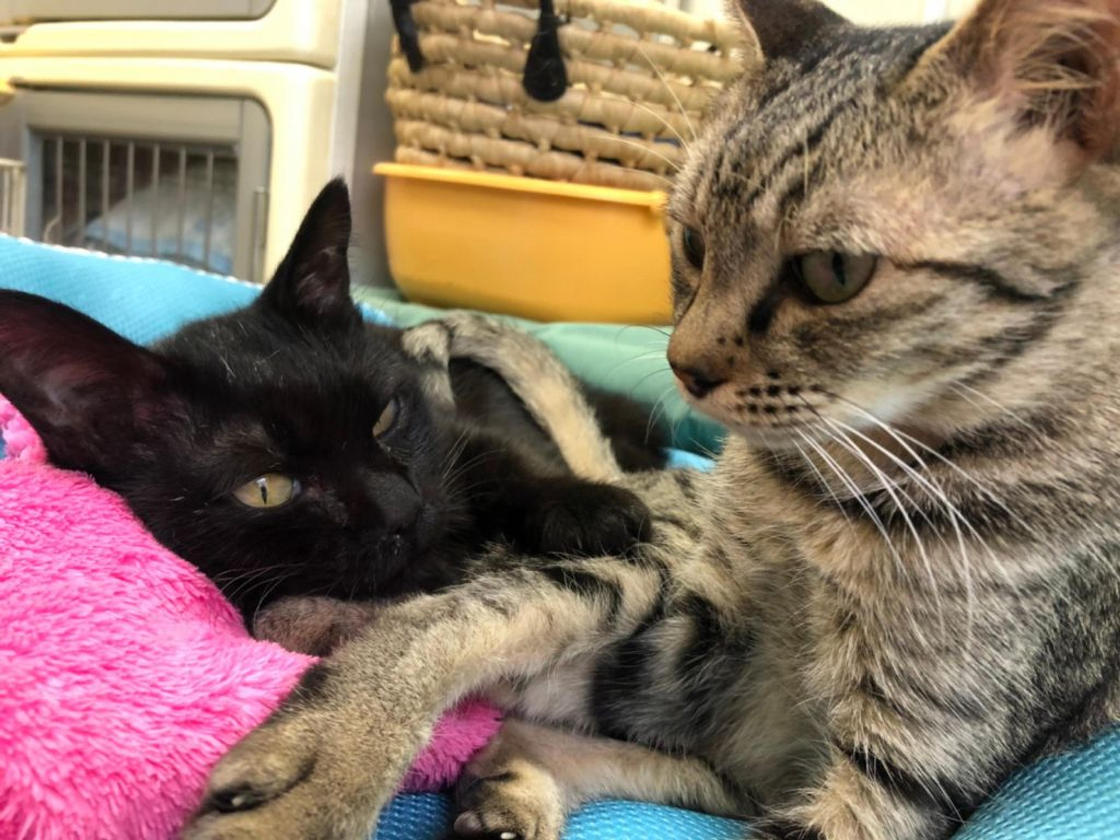 pet-image-2