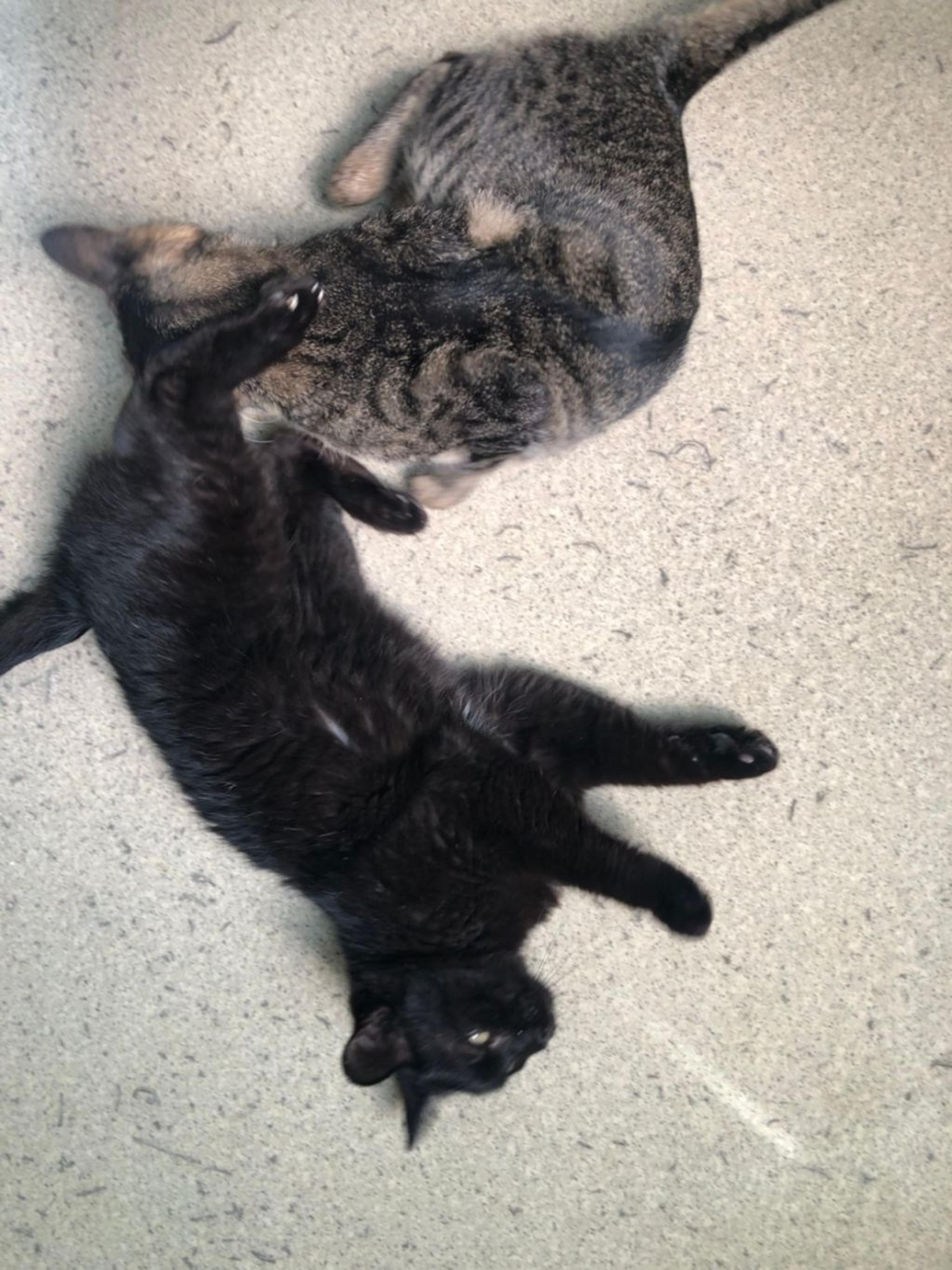 pet-image-7
