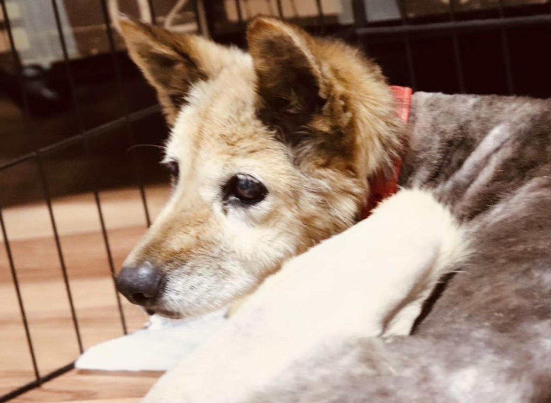 雑種（ミックス犬）・メスの里親募集の写真