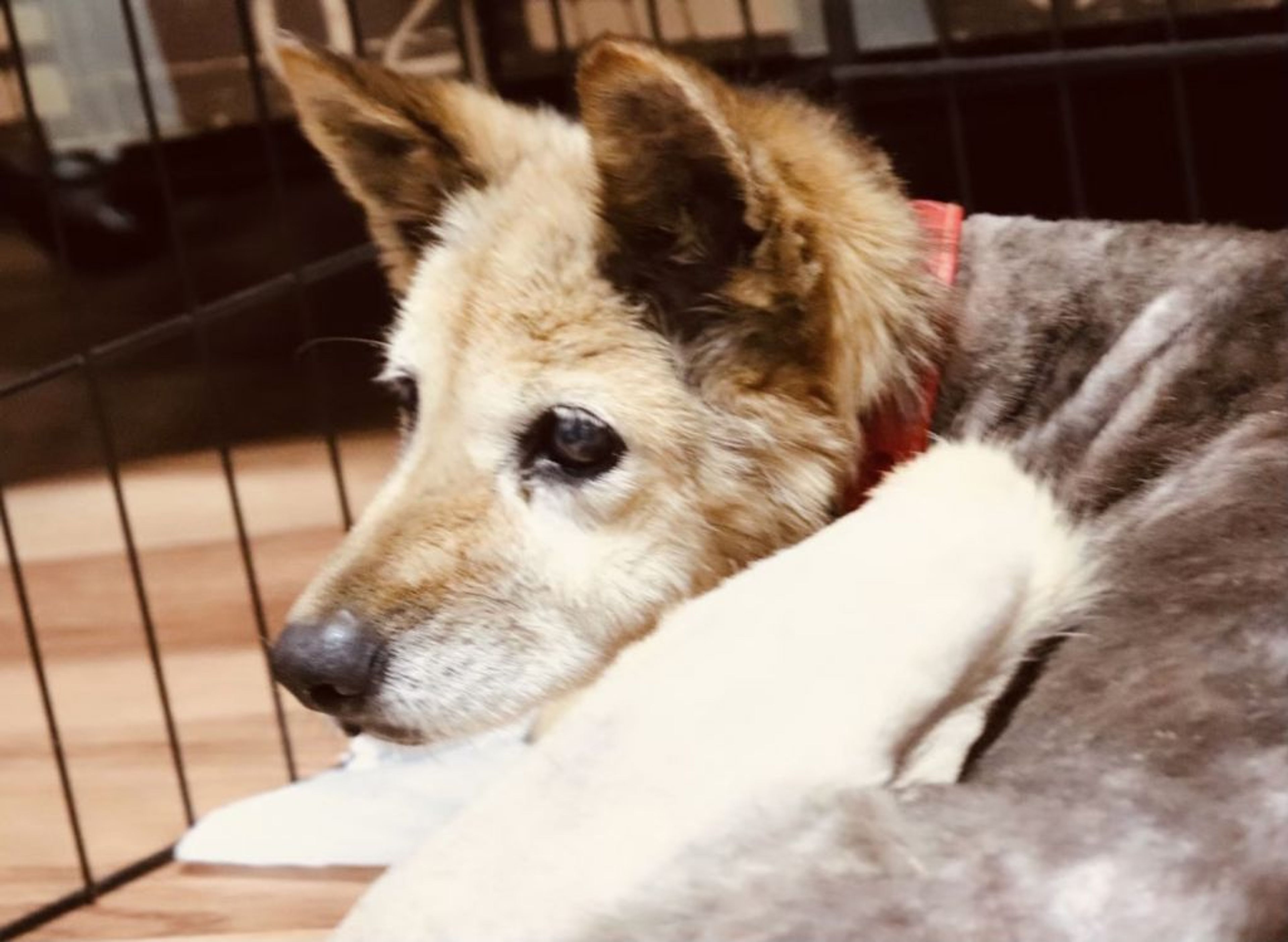 雑種（ミックス犬）・メスの里親募集の写真