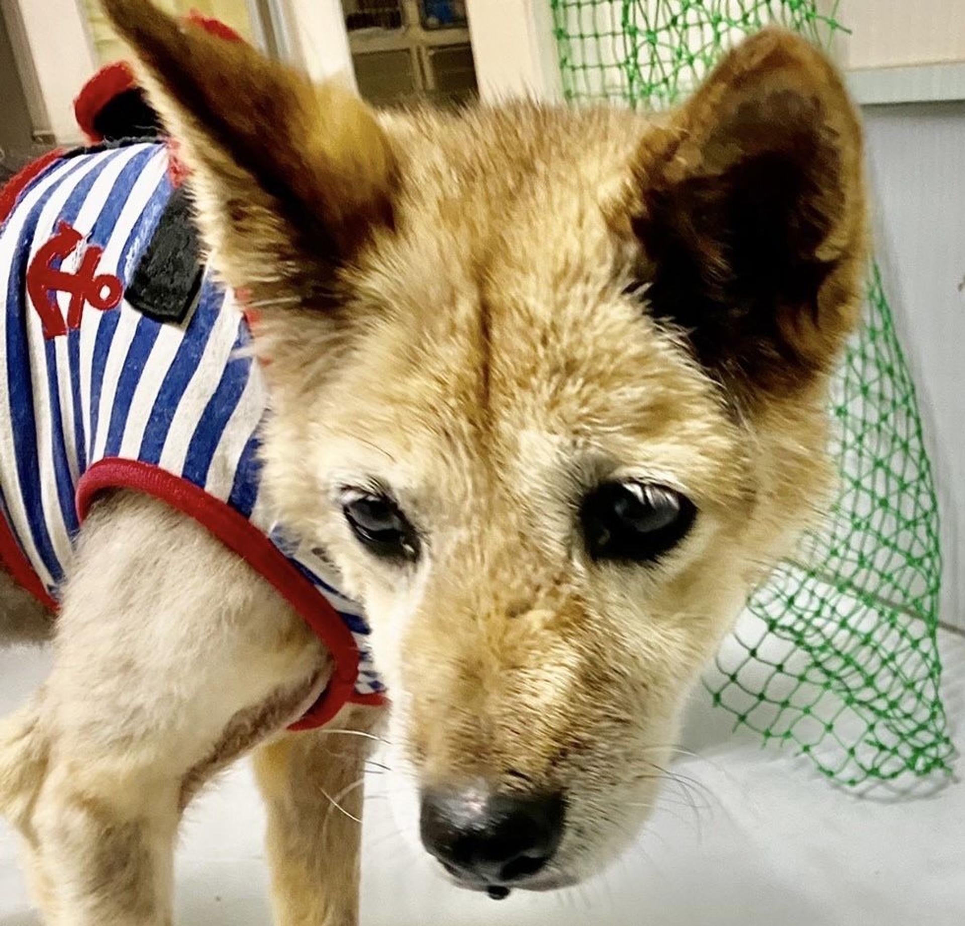 pet-image-7