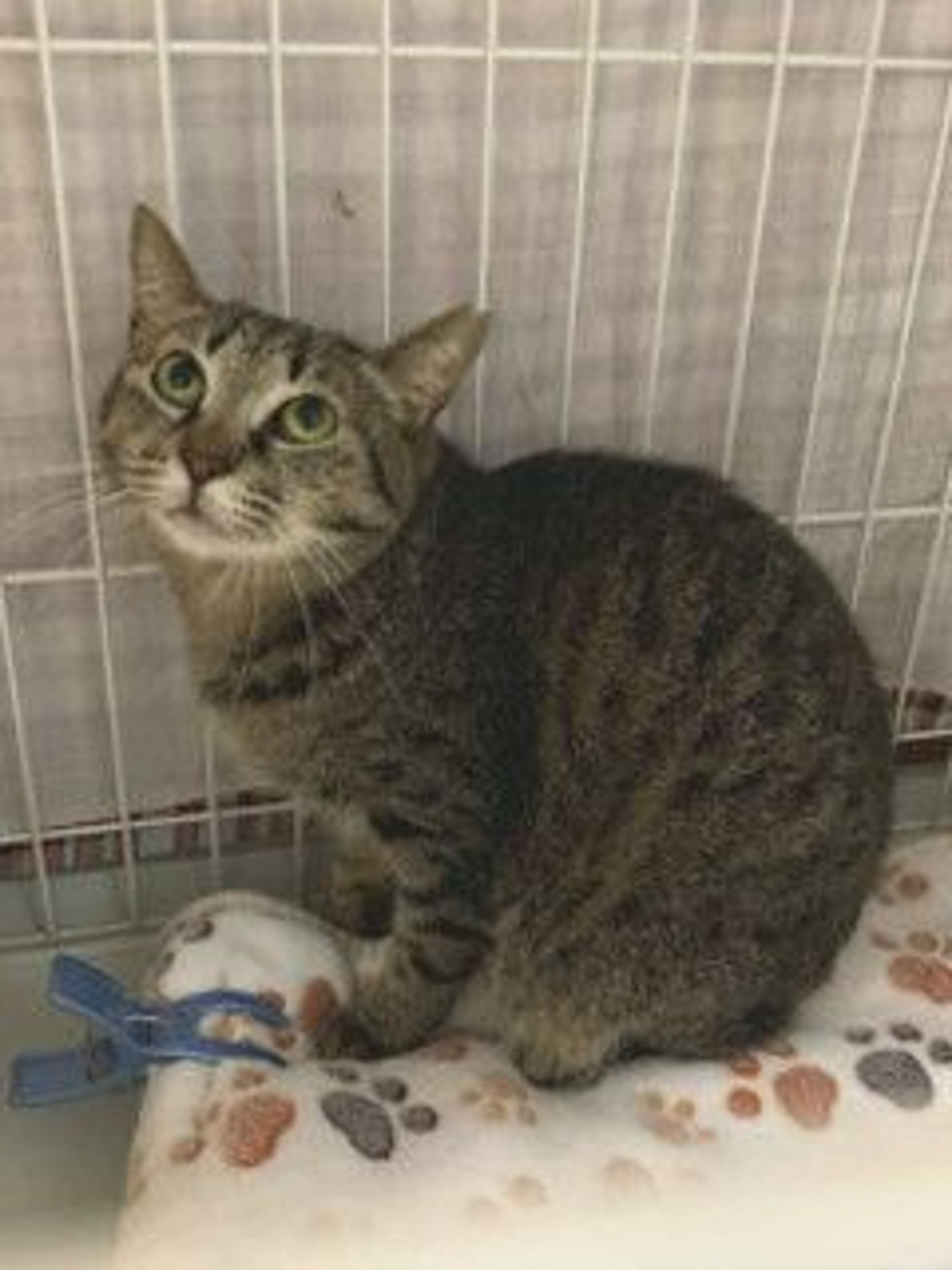 pet-image-8