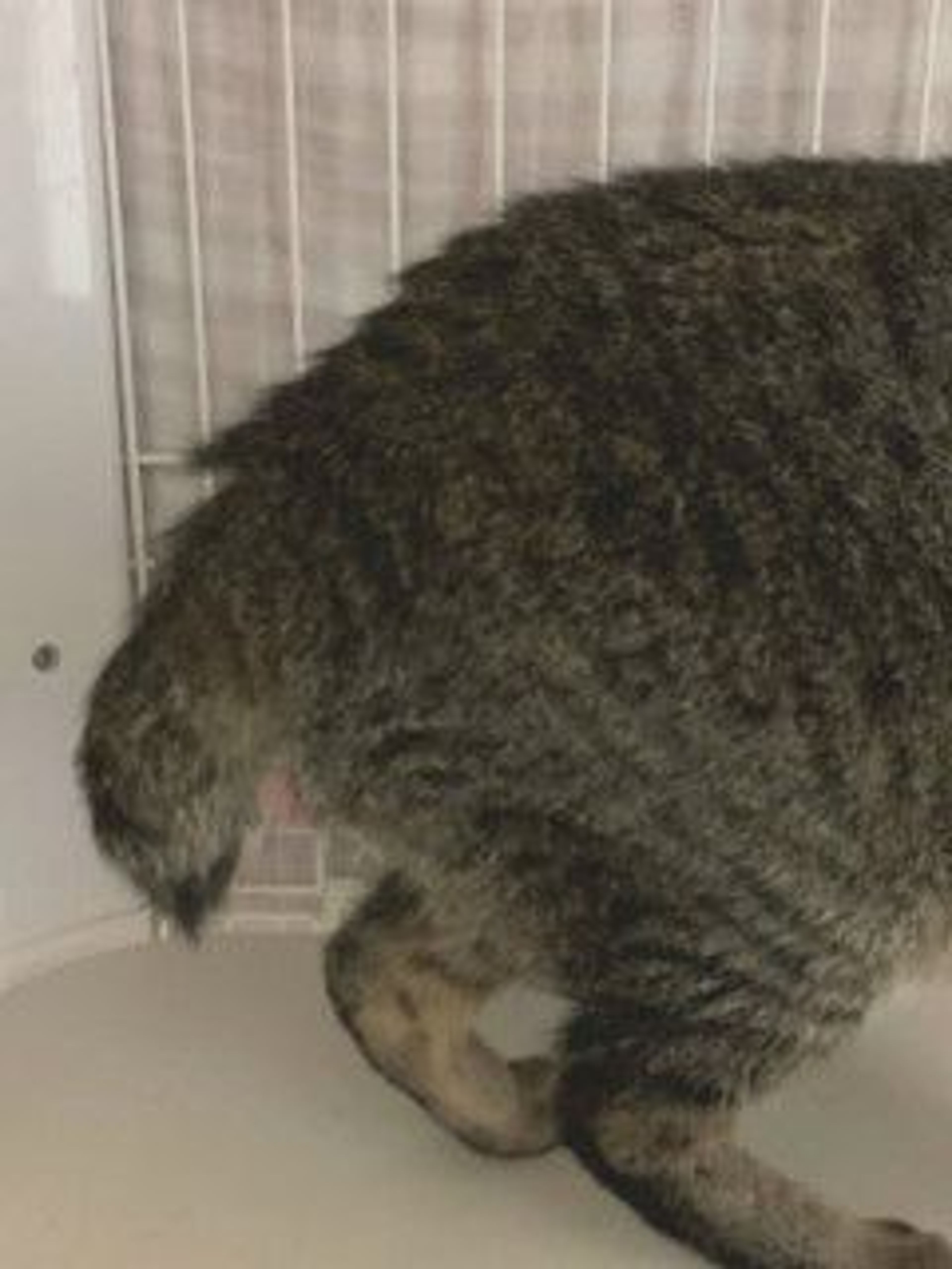 pet-image-9