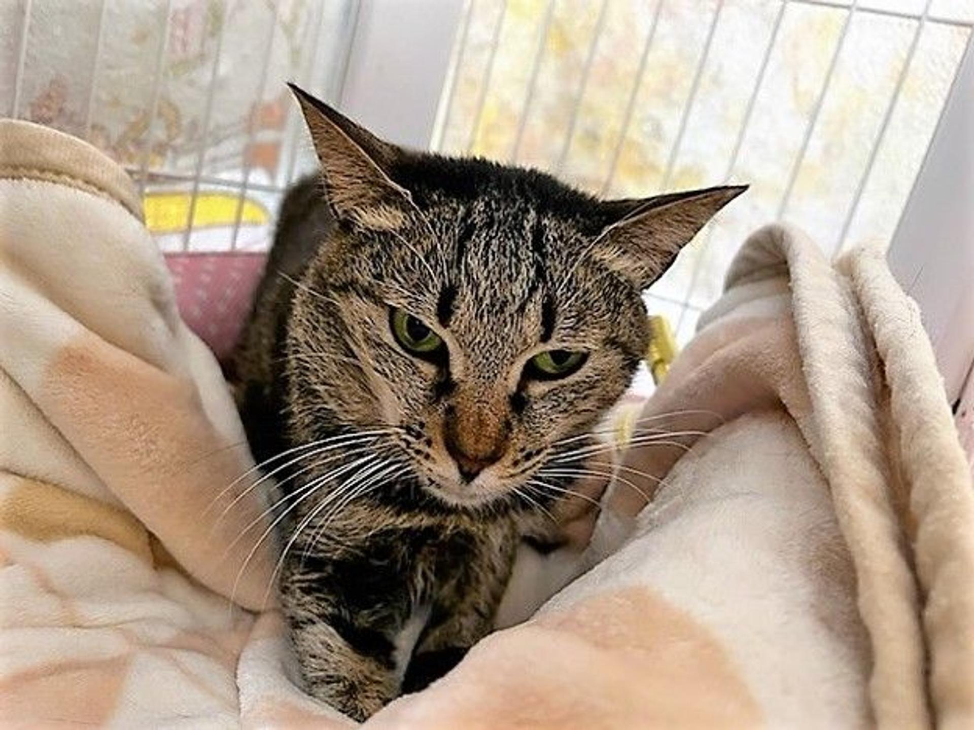 pet-image-2