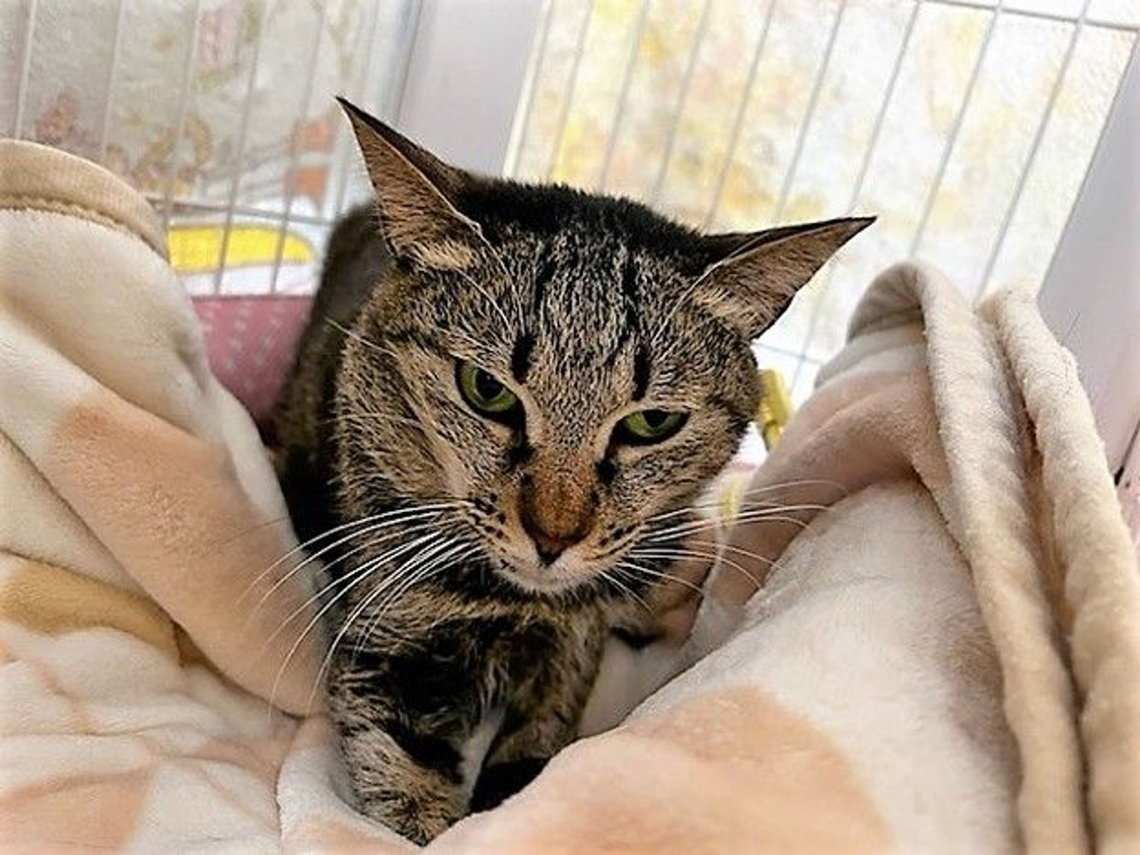 pet-image-2