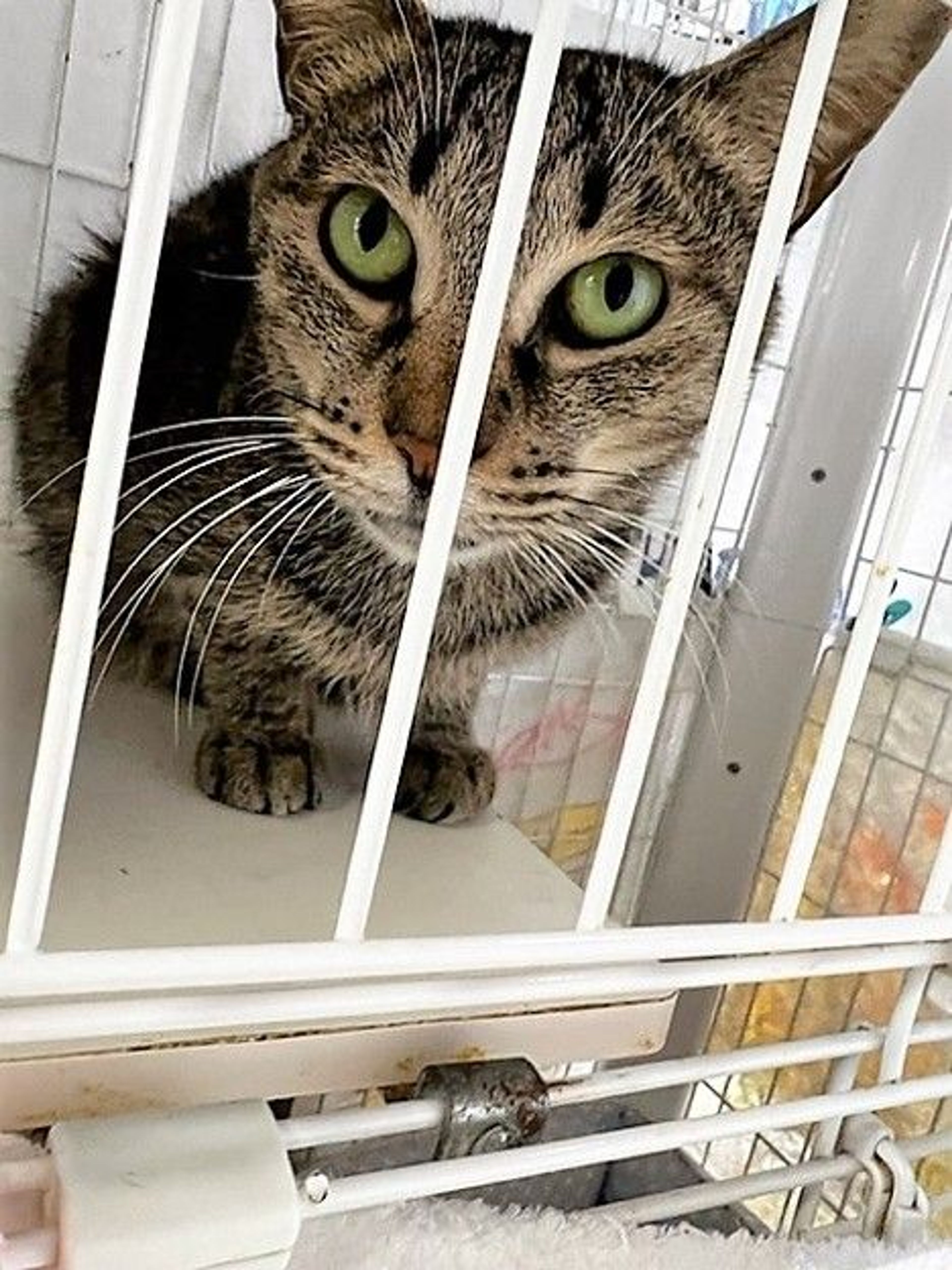 pet-image-3