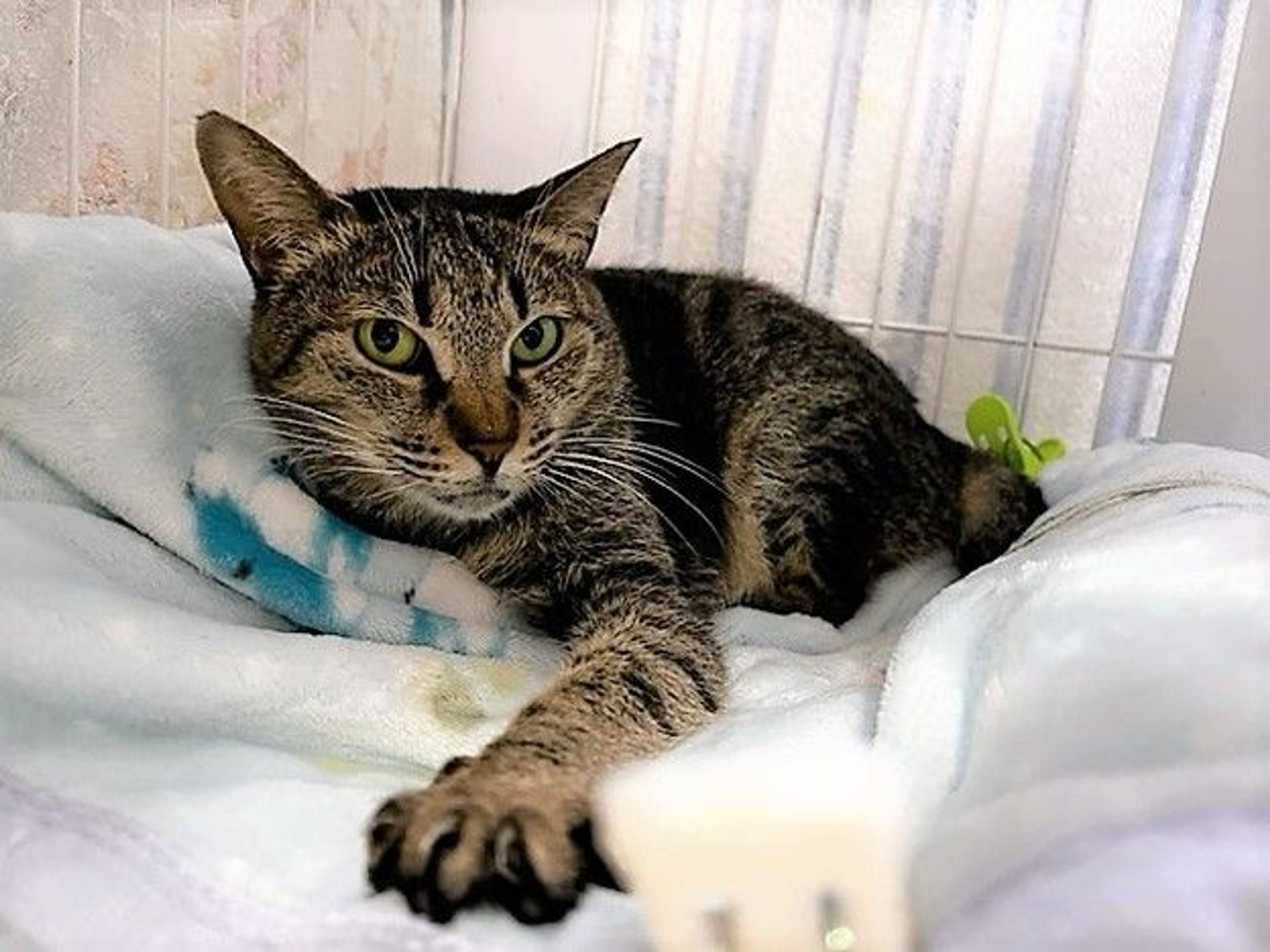 pet-image-5