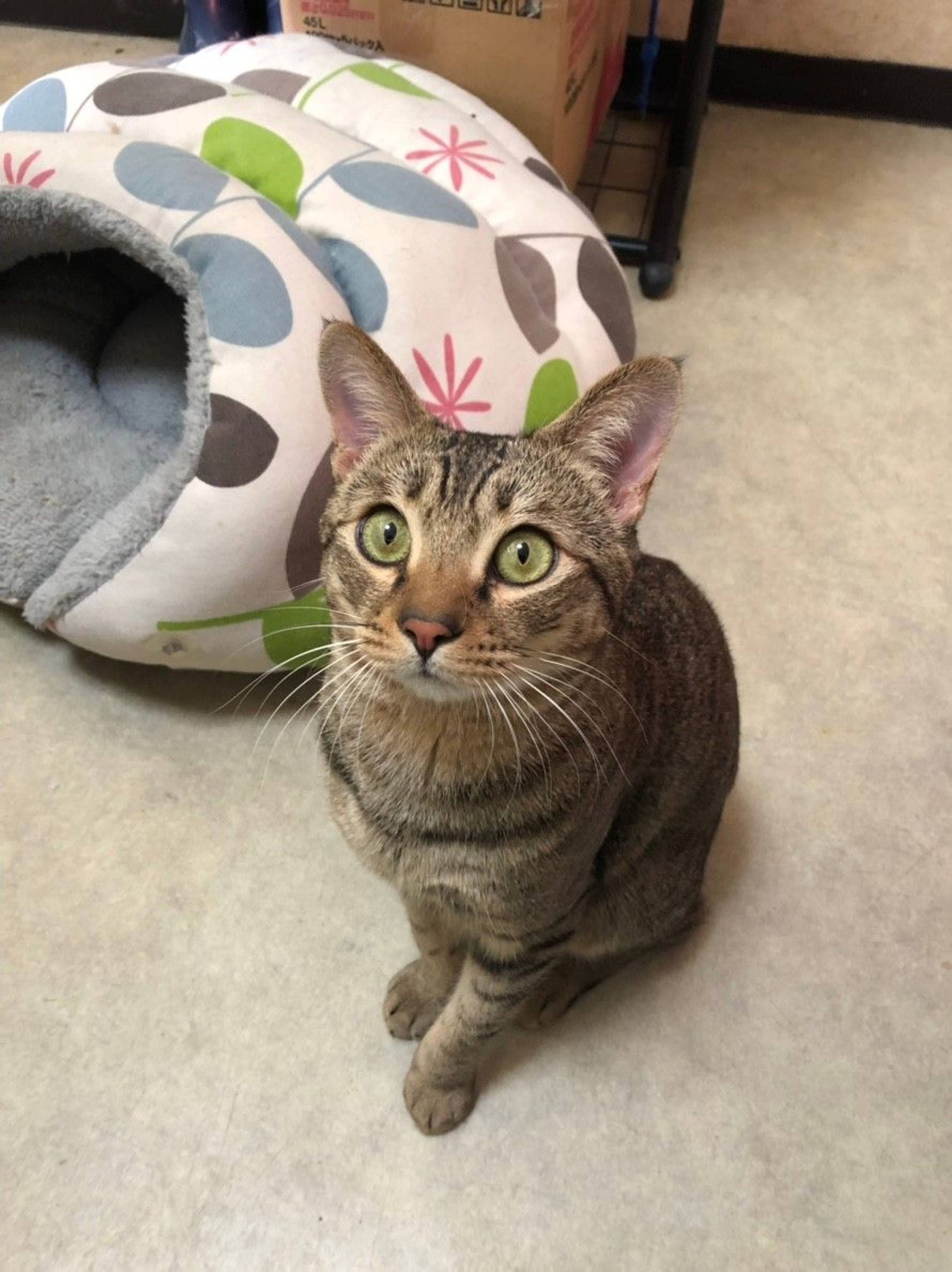 雑種（ミックス猫）・オスの里親募集の写真