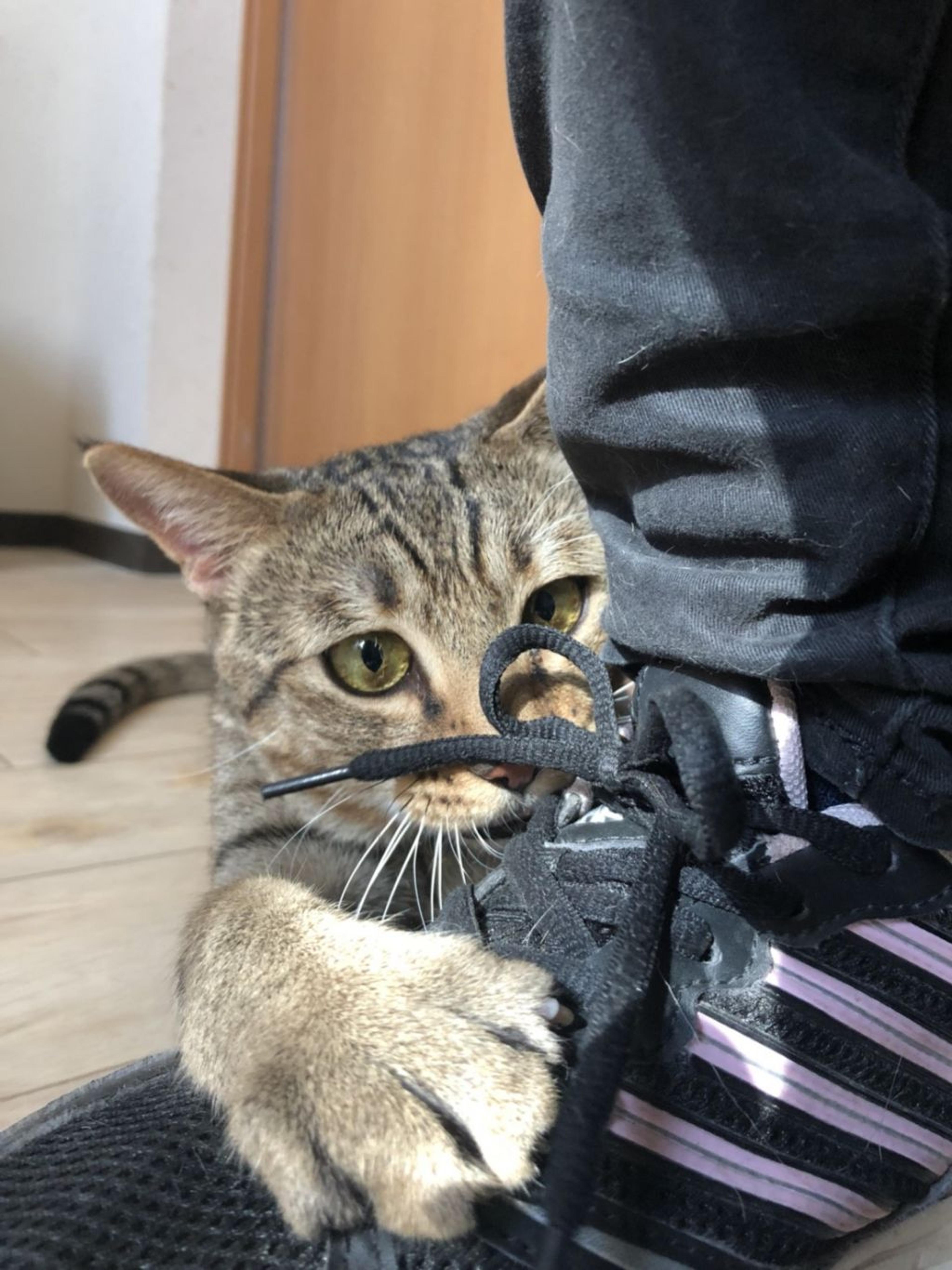 pet-image-2