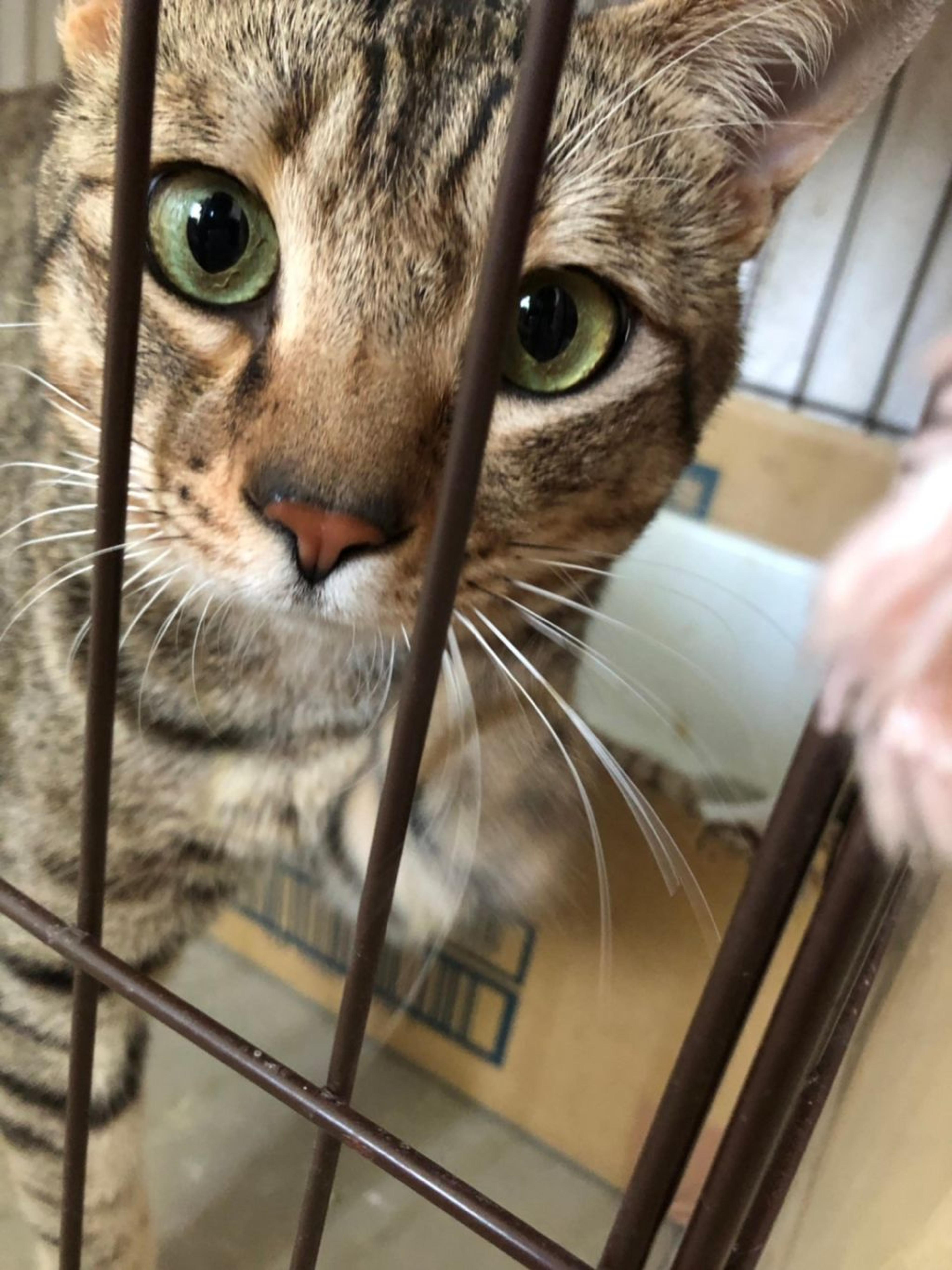 pet-image-3