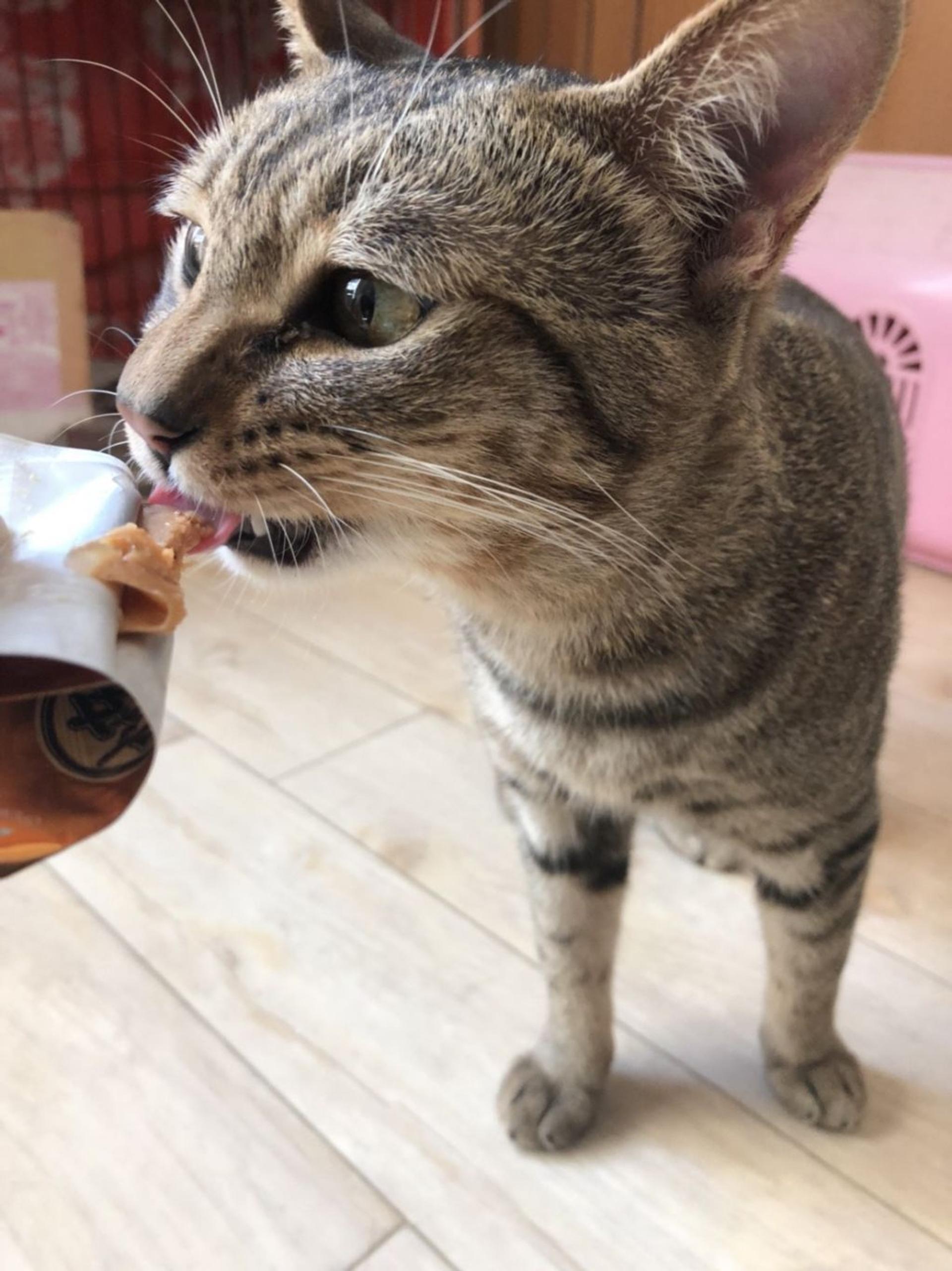 pet-image-4