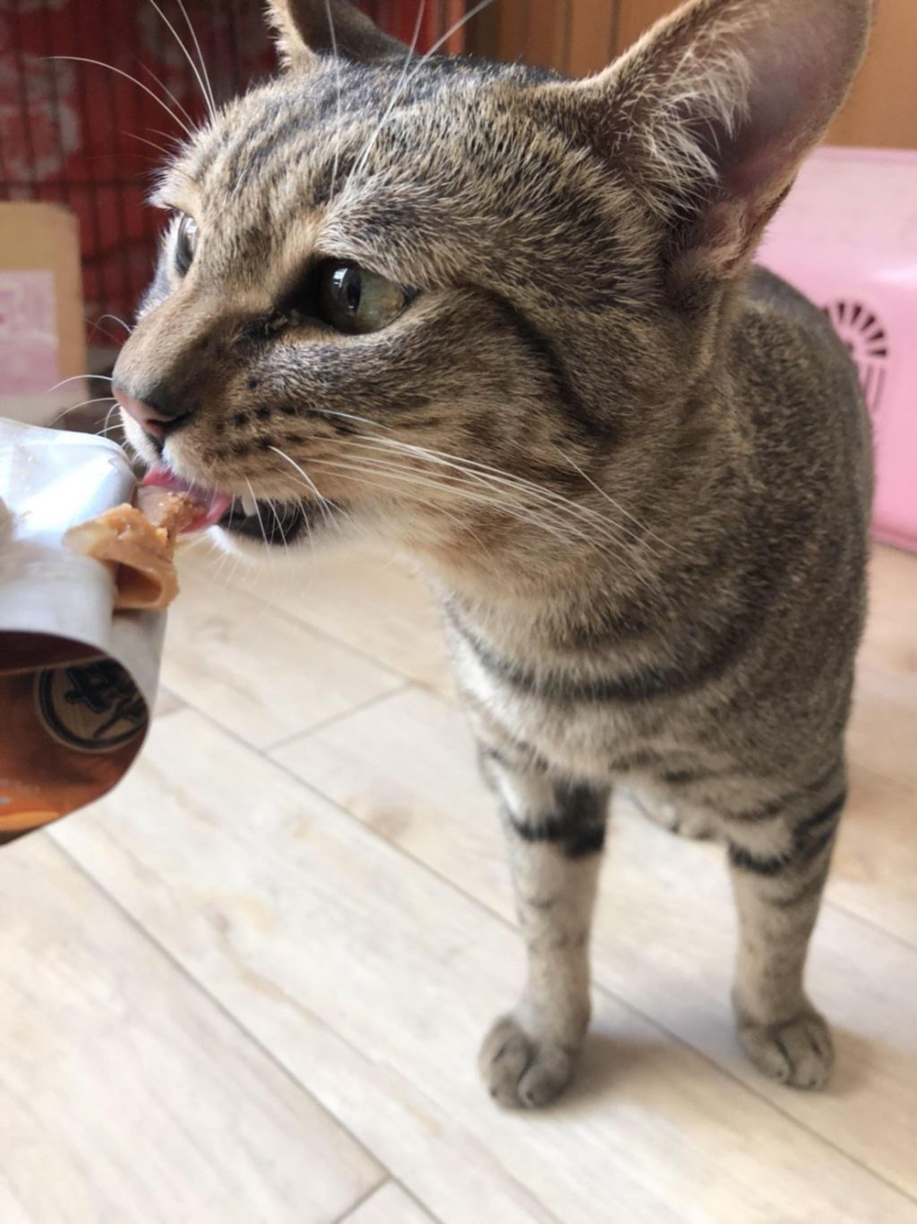 pet-image-4