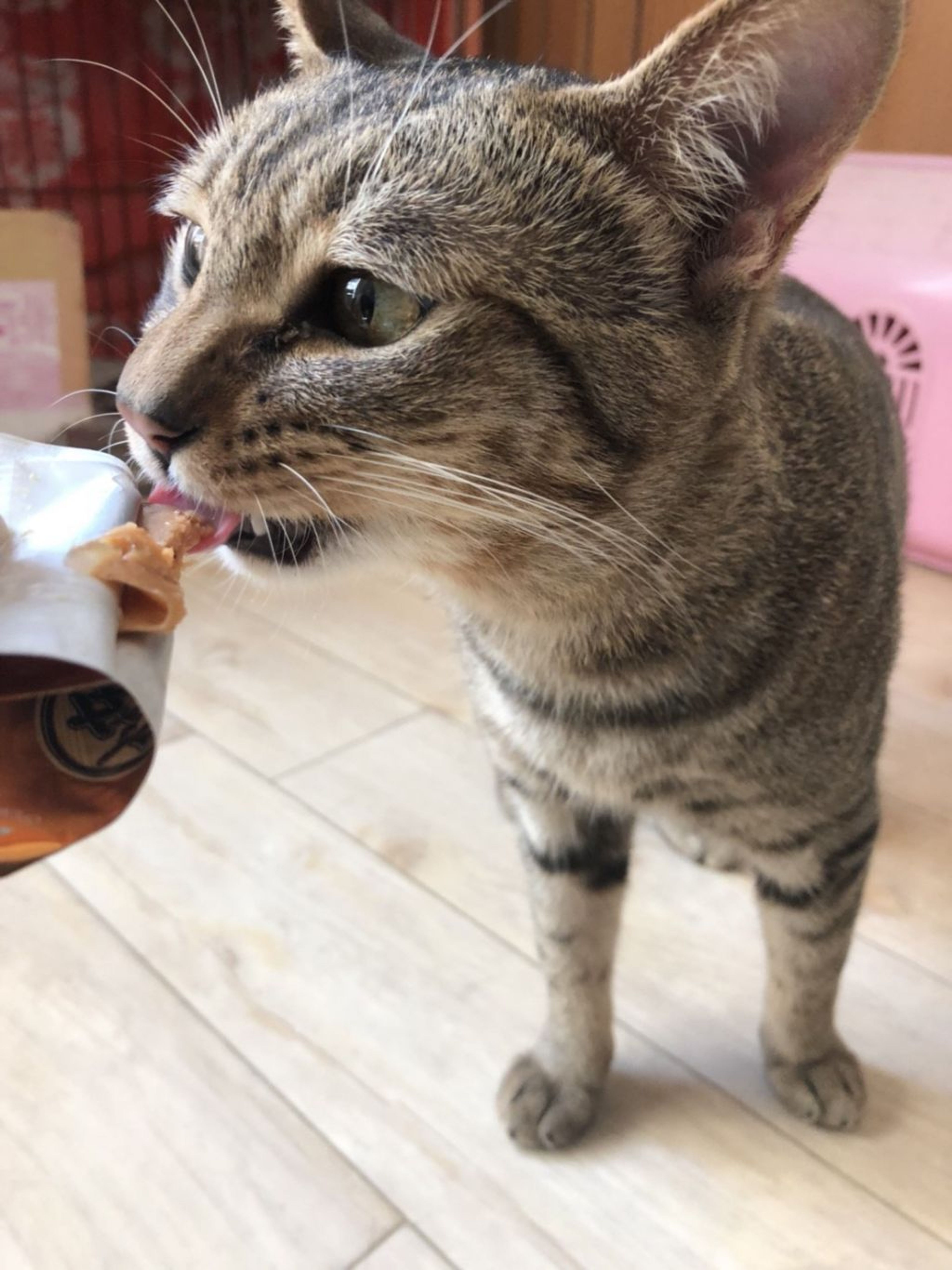 pet-image-4