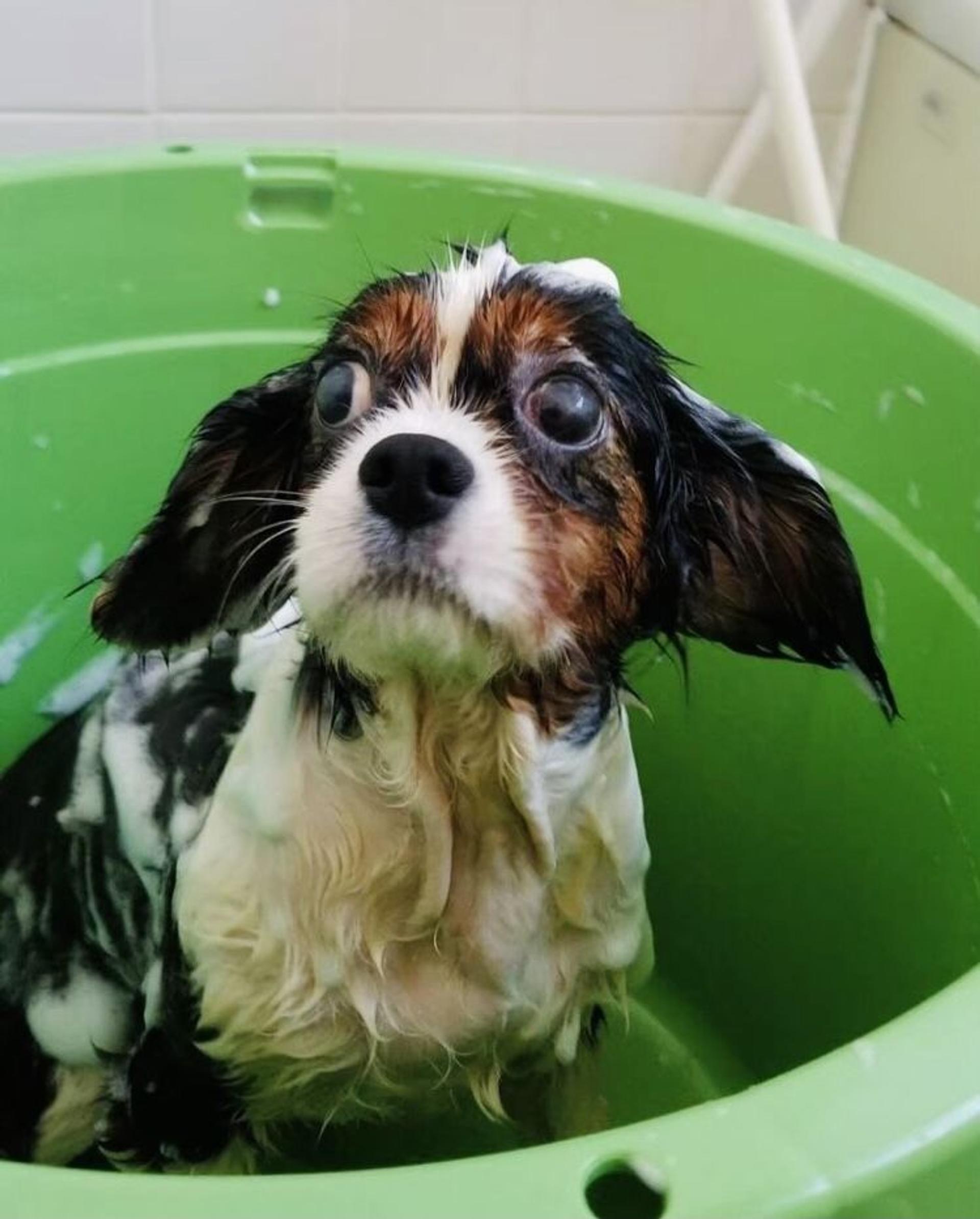 pet-image-7